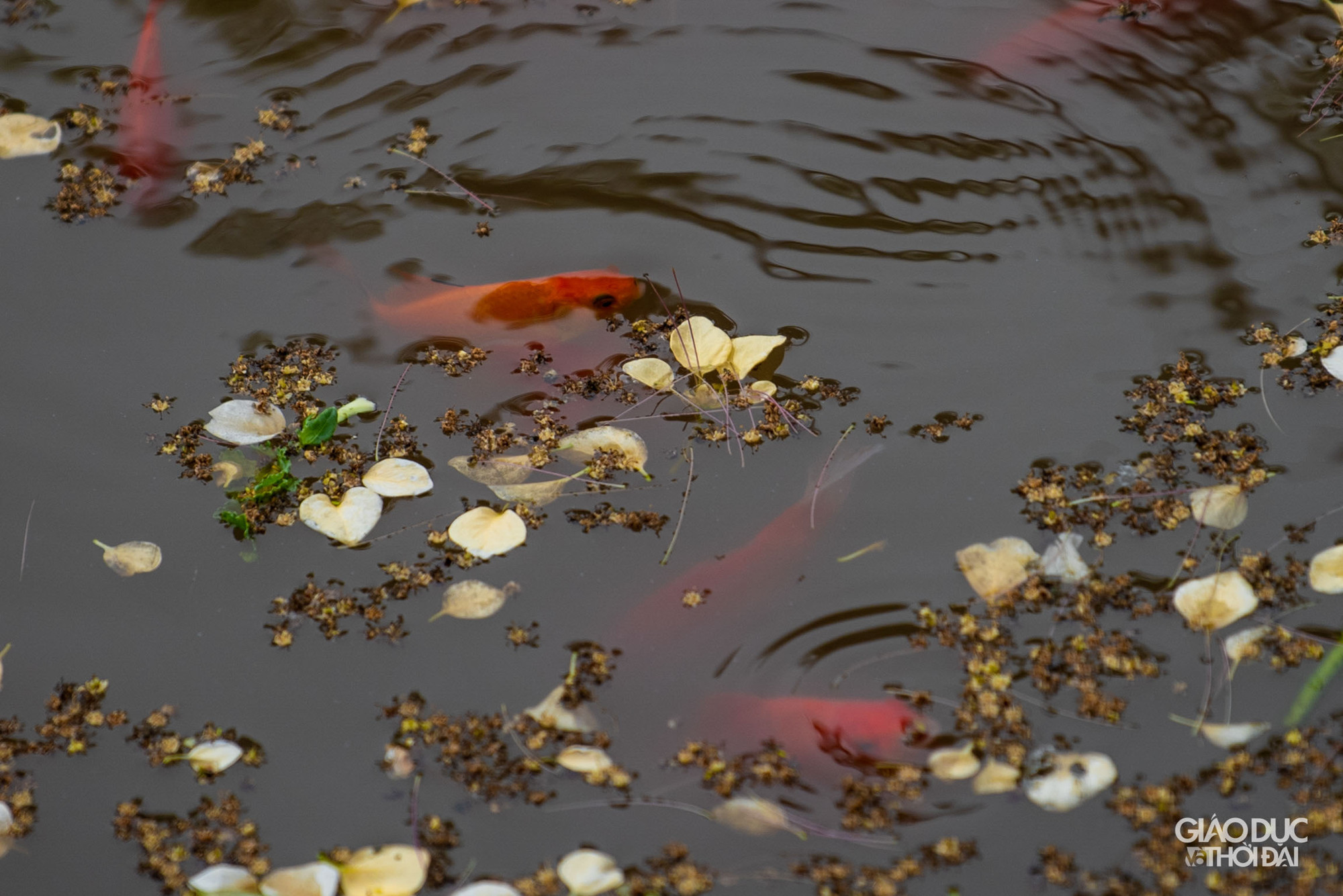 Xác hoa rơi trên ao đình…. Xác hoa rơi trên ao đình….