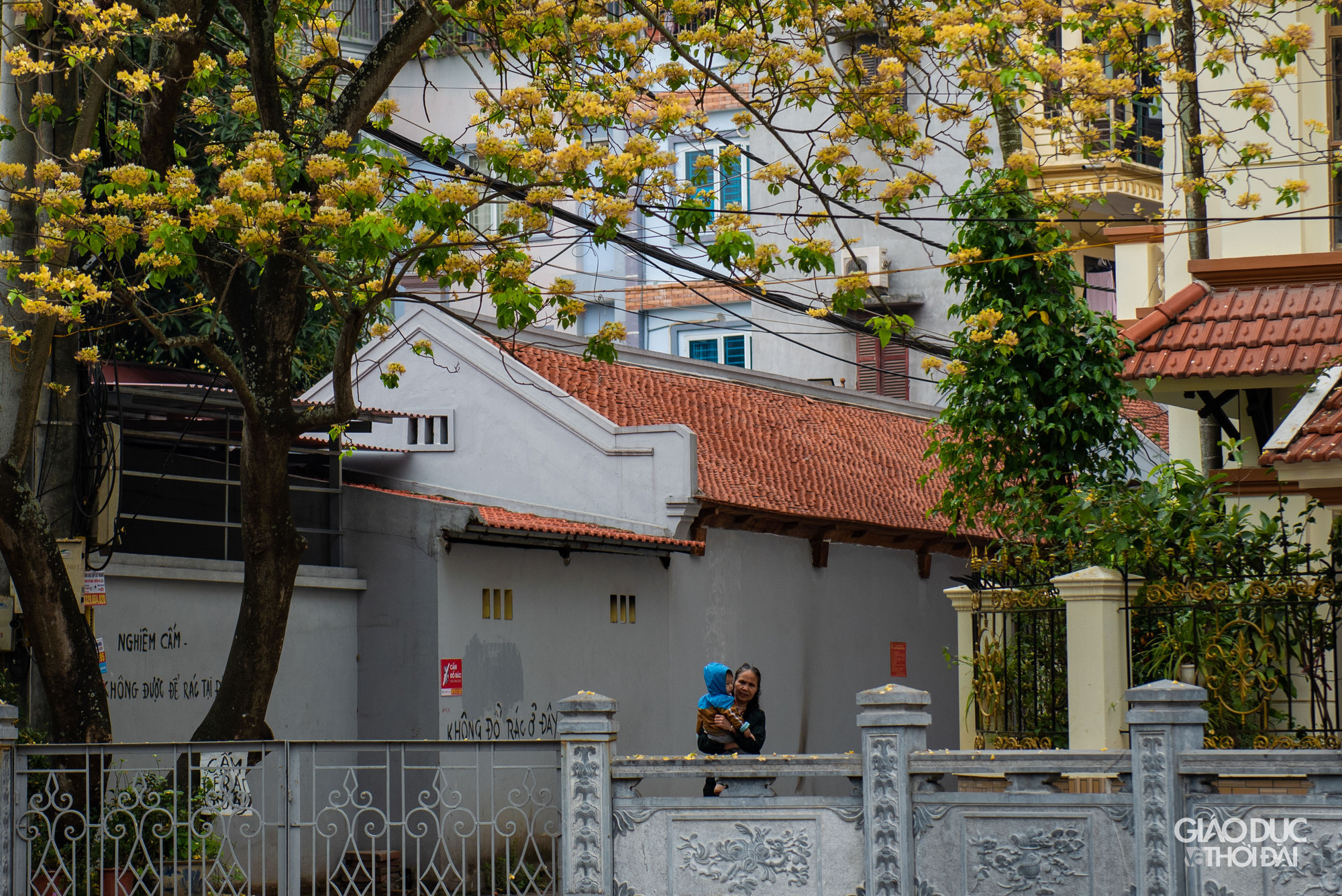 Vẻ đẹp bình dị, thanh tao của hoa bún đình Hà Trì. Vẻ đẹp bình dị, thanh tao của hoa bún đình Hà Trì.