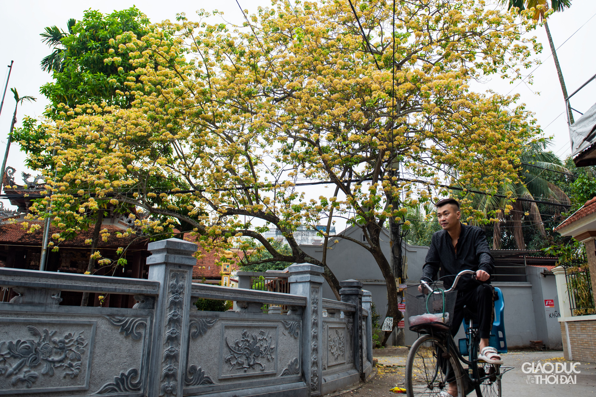 Vẻ đẹp bình dị, thanh tao của hoa bún đình Hà Trì. Vẻ đẹp bình dị, thanh tao của hoa bún đình Hà Trì.