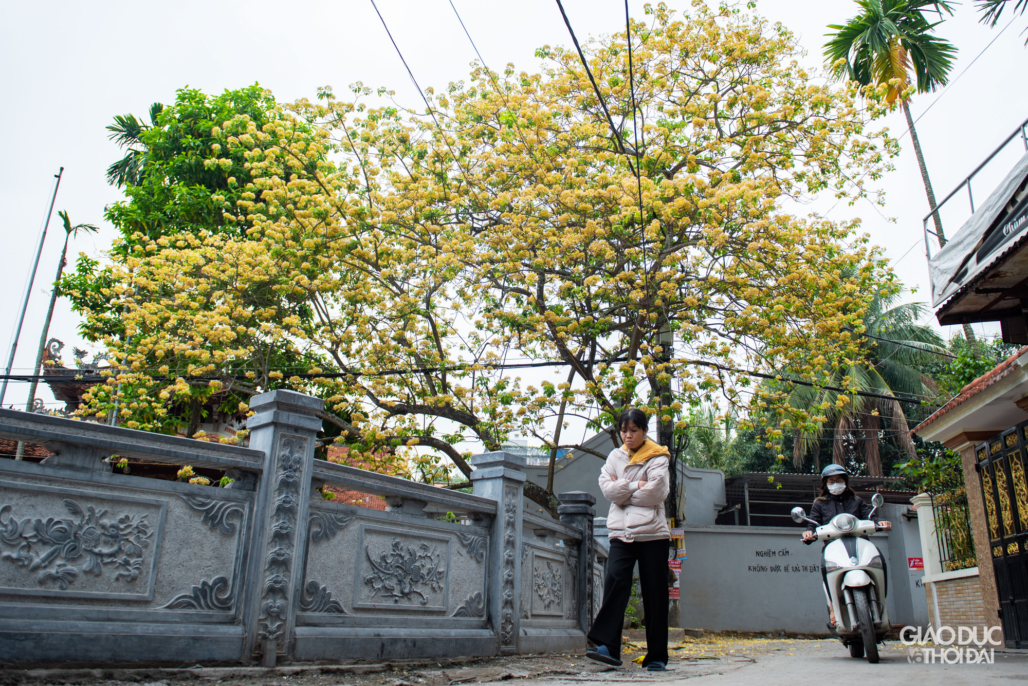 Vẻ đẹp bình dị, thanh tao của hoa bún đình Hà Trì. Vẻ đẹp bình dị, thanh tao của hoa bún đình Hà Trì.