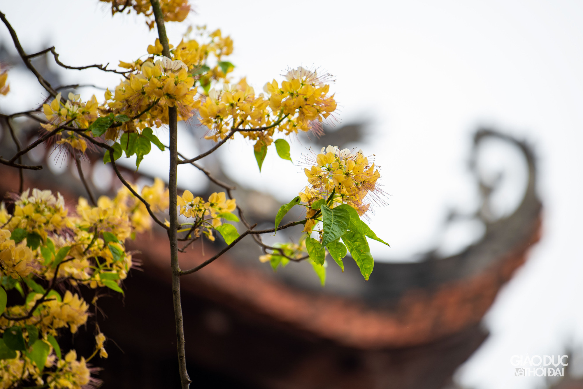 Hoa bún có vẻ đẹp và kết cấu rất đặc biệt. Hoa thường mọc thành từng chùm phía đầu cành. Sắc hoa vàng trắng xen lẫn sắc xanh của lá. Hoa bún có vẻ đẹp và kết cấu rất đặc biệt. Hoa thường mọc thành từng chùm phía đầu cành. Sắc hoa vàng trắng xen lẫn sắc xanh của lá.