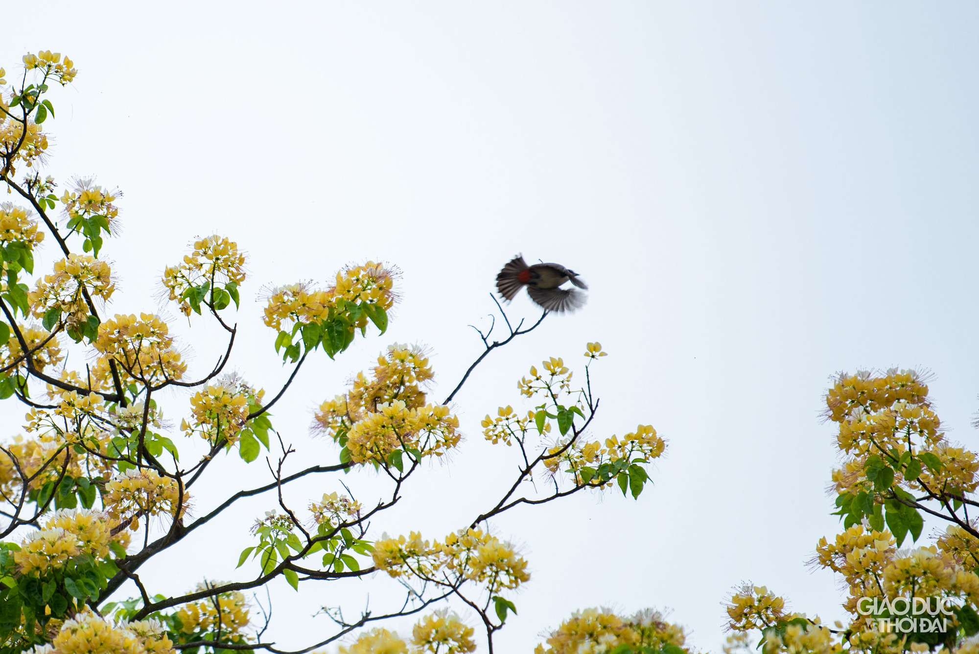 Khi nở, hoa sẽ có mùi hương thoang thoảng, dễ chịu nhưng cũng đủ để làm say lòng khách tham quan. Hương hoa thơm nhất, đậm nhất là về đêm và sáng sớm. Khi nở, hoa sẽ có mùi hương thoang thoảng, dễ chịu nhưng cũng đủ để làm say lòng khách tham quan. Hương hoa thơm nhất, đậm nhất là về đêm và sáng sớm.