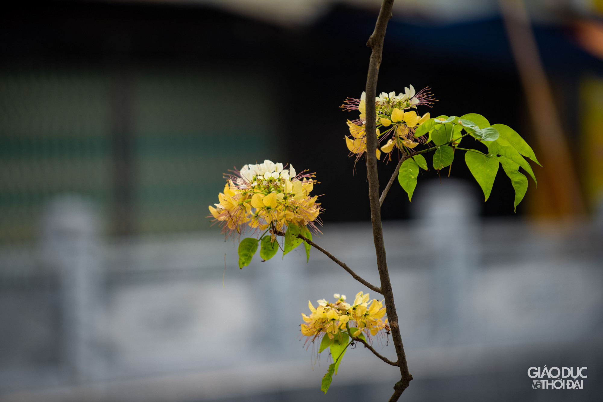 Hoa bún có vẻ đẹp và kết cấu rất đặc biệt. Hoa thường mọc thành từng chùm phía đầu cành. Sắc hoa vàng trắng xen lẫn sắc xanh của lá. Hoa bún có vẻ đẹp và kết cấu rất đặc biệt. Hoa thường mọc thành từng chùm phía đầu cành. Sắc hoa vàng trắng xen lẫn sắc xanh của lá.