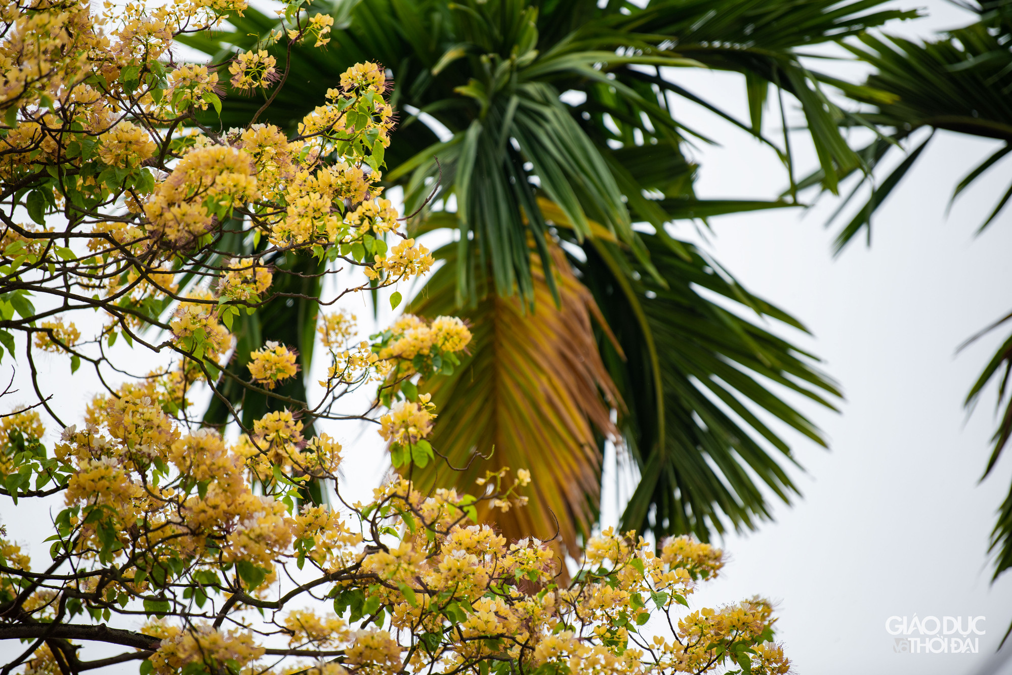 Mỗi hoa mang từ 13 - 18 nhị dài đến cả chục cm, tua nhị đỏ hay tím. Sở dĩ được đặt tên là hoa bún bởi lẽ nhị hoa khi bung nở nhìn rất giống sợi bún. Mỗi hoa mang từ 13 - 18 nhị dài đến cả chục cm, tua nhị đỏ hay tím. Sở dĩ được đặt tên là hoa bún bởi lẽ nhị hoa khi bung nở nhìn rất giống sợi bún.