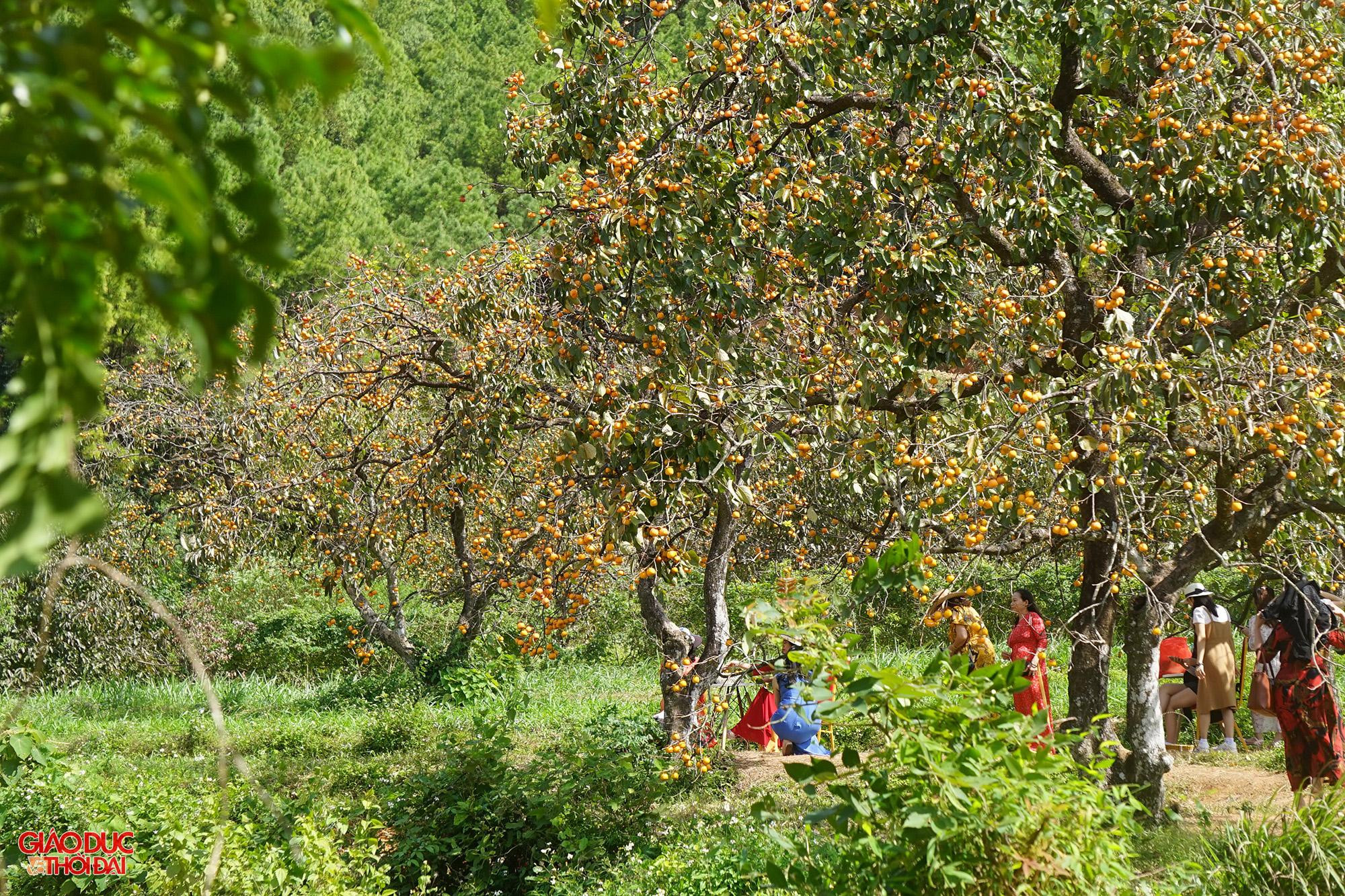 Hồng là loài cây phát triển rất chậm, chính vì thế những vườn hồng hàng chục năm tuổi ở xã Nam Anh được người dân giữ gìn, bảo vệ.