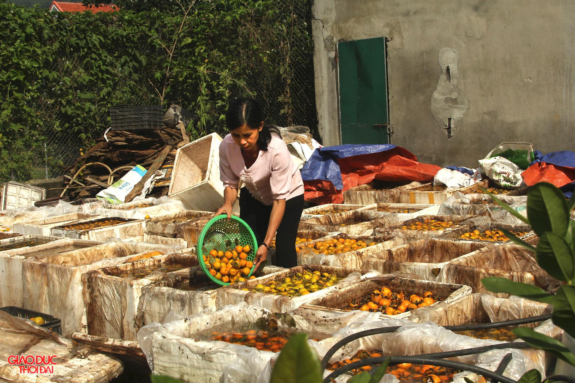 Sau khi phân loại, hồng được các thương lái ngâm trước khi xuất bán.