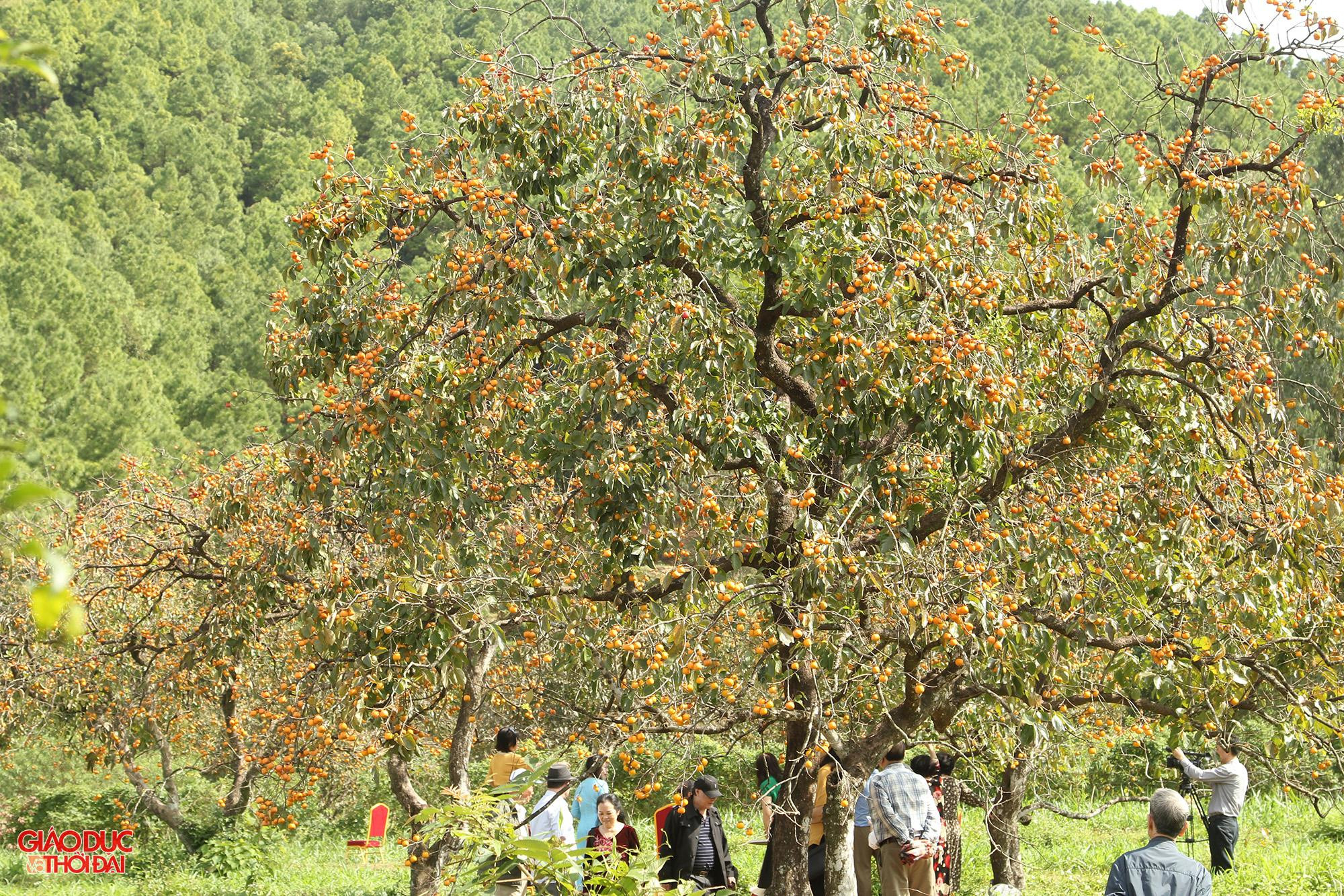 Không chỉ mang lại giá trị kinh tế, vài năm gần đây vườn hồng ở Nam Anh còn trở thành điểm chụp ảnh, tham quan nổi tiếng ở Nghệ An.