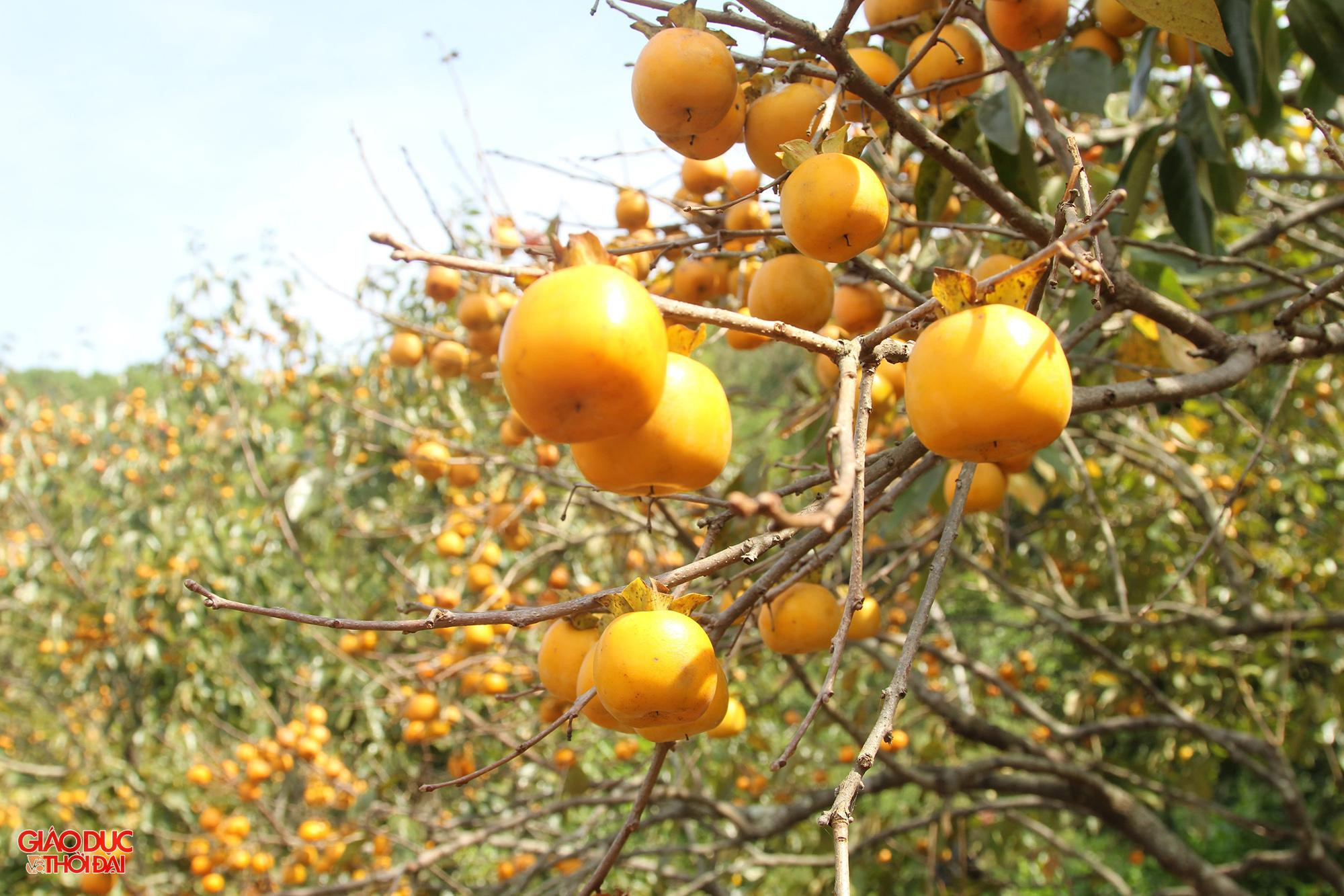 Giá hồng tăng nhưng sản lượng quả giảm sút nghiêm trọng.