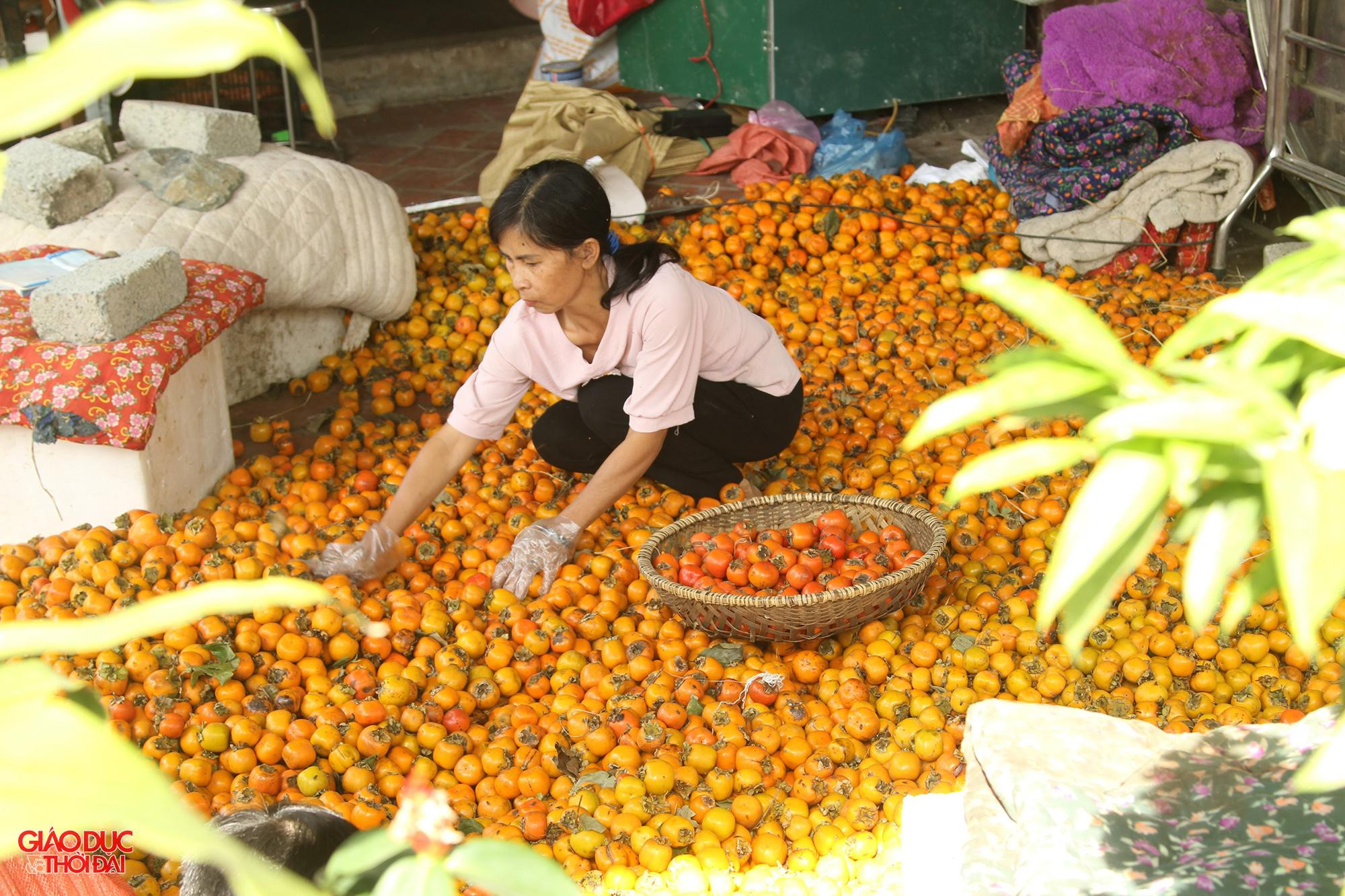Đang chính vụ thu hoạch nhưng các vườn đã thu hoạch gần hết quả, buộc bà Hồng phải hủy nhiều đơn hàng.