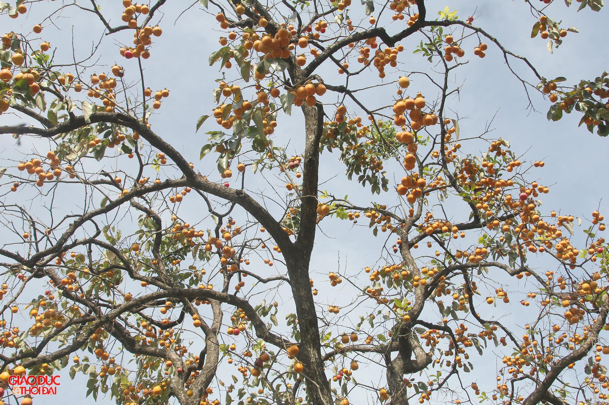 “Hồng phải được ngâm nước giếng khoan, cộng thêm một chút nước vôi loãng từ 4-6 ngày tùy vào thời tiết”, bà Hồng bật mí.