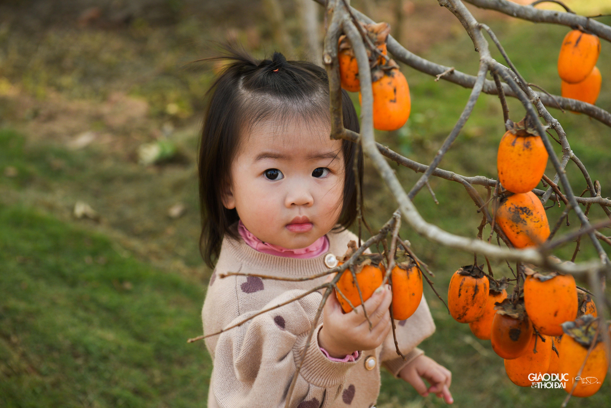 Mỗi cây tại vườn có giá dao động từ 4-20 triệu đồng. Cây cổ thụ lâu năm giá có thể lên tới 50-60 triệu đồng. Từ đầu vụ đến giờ, nhà vườn này đã nhập khoảng 250 cây hồng.