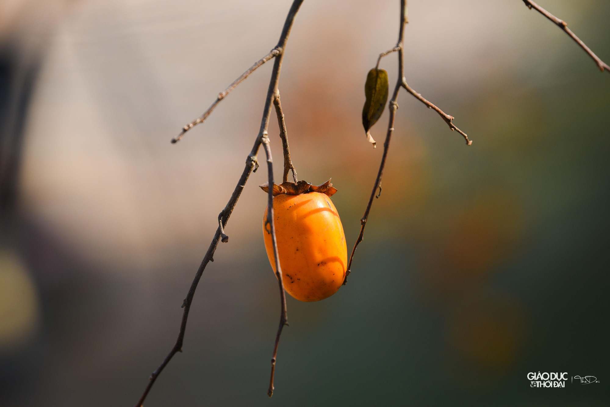 Hồng Mộc Châu có hai loại: Hồng giòn và hồng chát. Hồng chát chín rộ vào khoảng tháng 11–12. Tuy nhiên, nó lại là đồ trang trí nhiều người yêu thích. Hết thu, sang đông, cây rụng hết lá, chỉ còn lại cành và quả chín mọng tạo nên không gian chụp ảnh lý tưởng.
