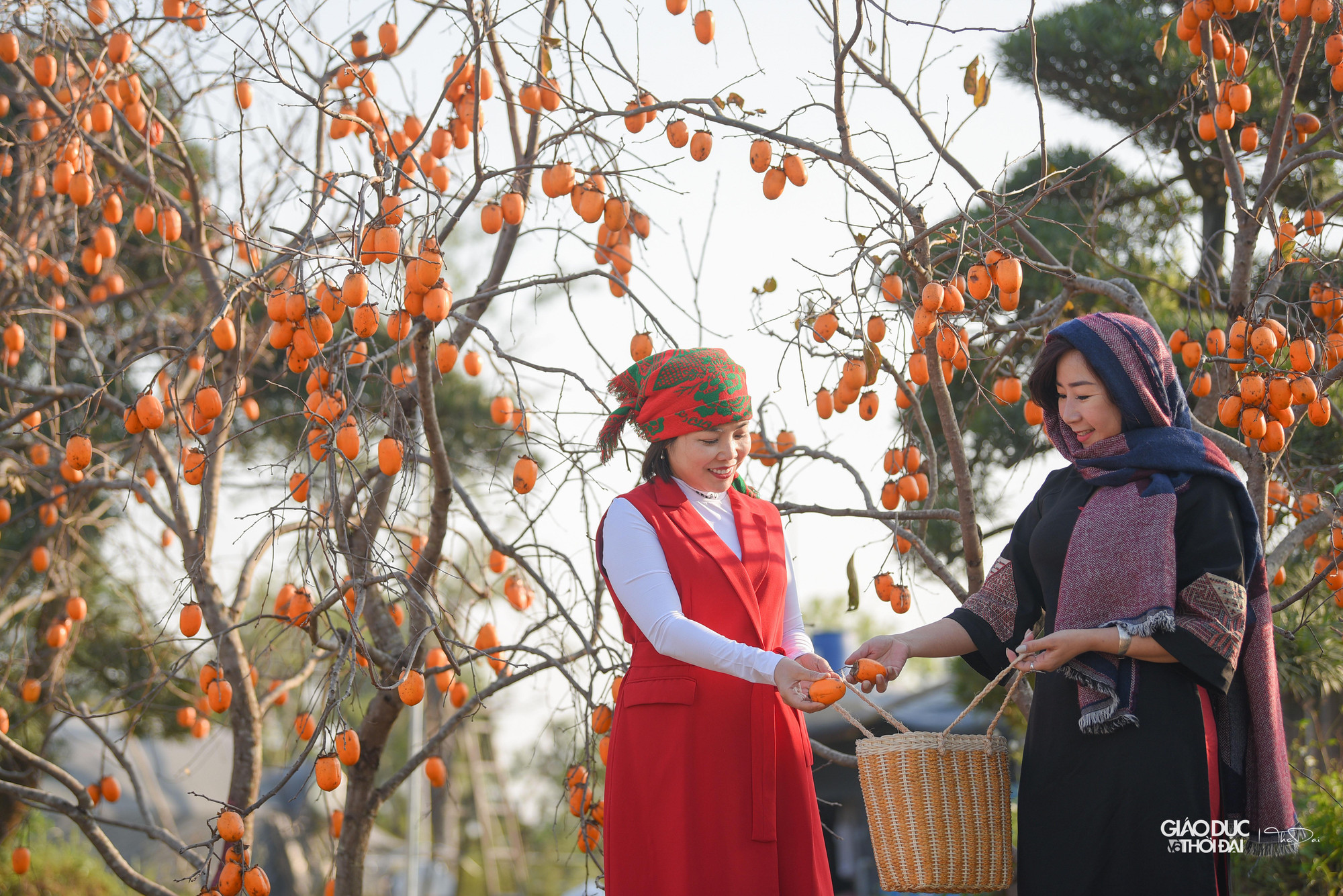 Khung cảnh mang đậm sắc màu của cao nguyên Mộc Châu khiến nhiều người vô cùng ngạc nhiên, thích thú.