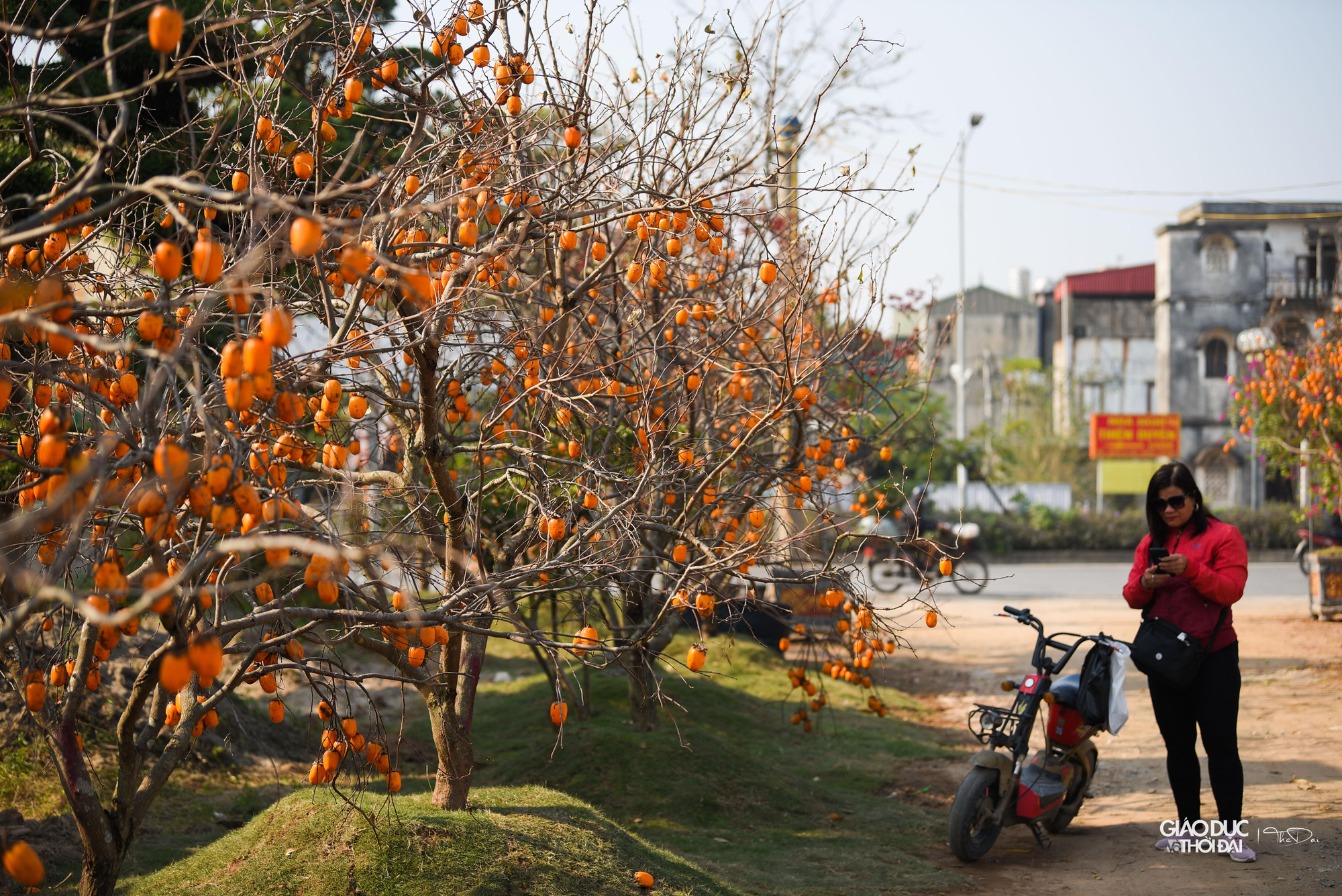 Mùa hồng chín ở Mộc Châu (Sơn La) thường rơi vào khoảng tháng 9 đến tháng 12, nhưng đẹp nhất là vào dịp trung tuần tháng 11, đầu tháng 12, khi tiết trời bắt đầu trở lạnh.