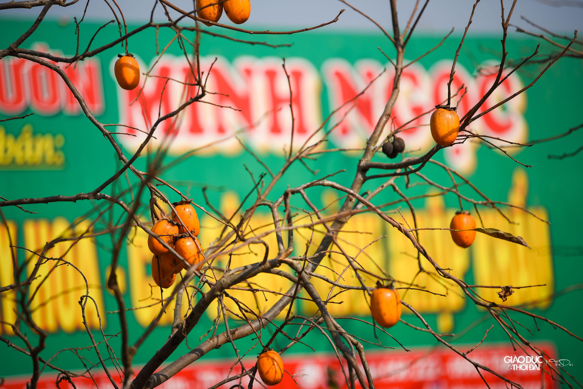 Mùa hồng chín ở Mộc Châu (Sơn La) thường rơi vào khoảng tháng 9 đến tháng 12, nhưng đẹp nhất là vào dịp trung tuần tháng 11, đầu tháng 12, khi tiết trời bắt đầu trở lạnh.