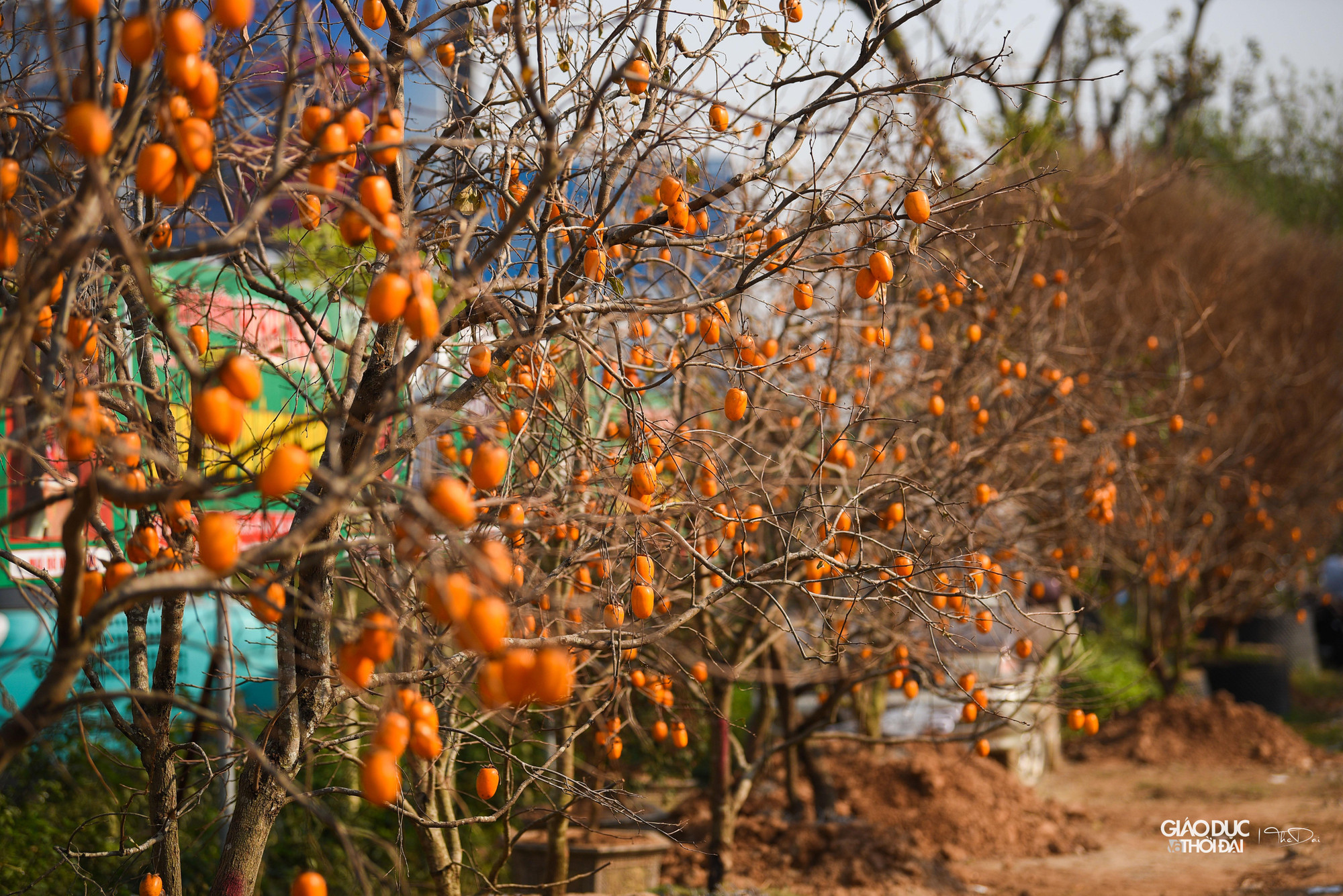 Những ngày cuối thu, đầu đông, vườn hồng giòn, hồng chát bắt đầu vào mùa chín rộ trên cao nguyên Mộc Châu.