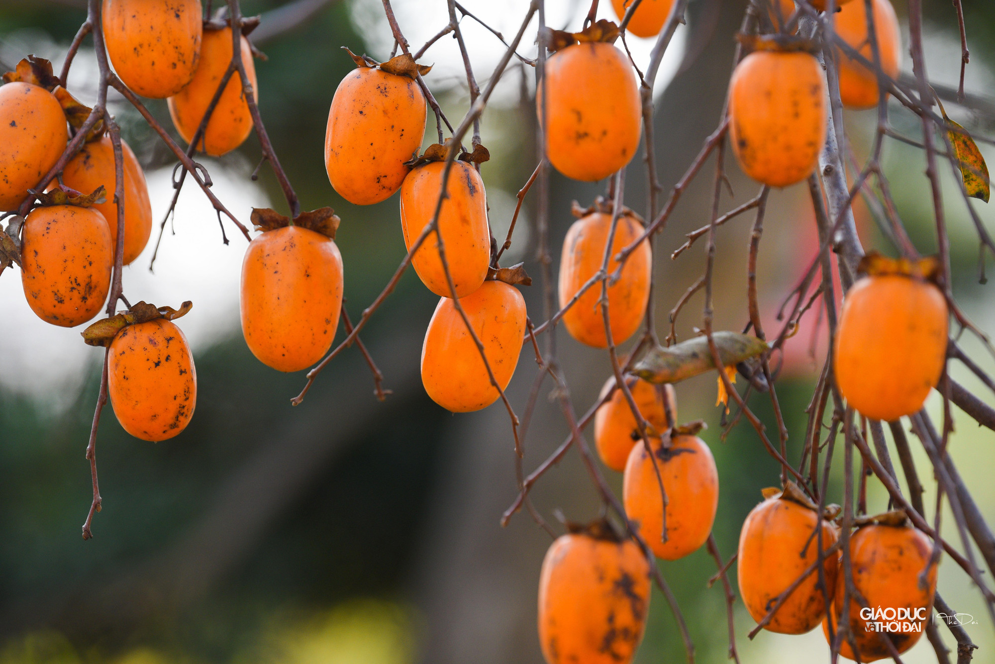 Hồng Mộc Châu có hai loại: Hồng giòn và hồng chát. Hồng chát chín rộ vào khoảng tháng 11–12. Tuy nhiên, nó lại là đồ trang trí nhiều người yêu thích. Hết thu, sang đông, cây rụng hết lá, chỉ còn lại cành và quả chín mọng tạo nên không gian chụp ảnh lý tưởng.