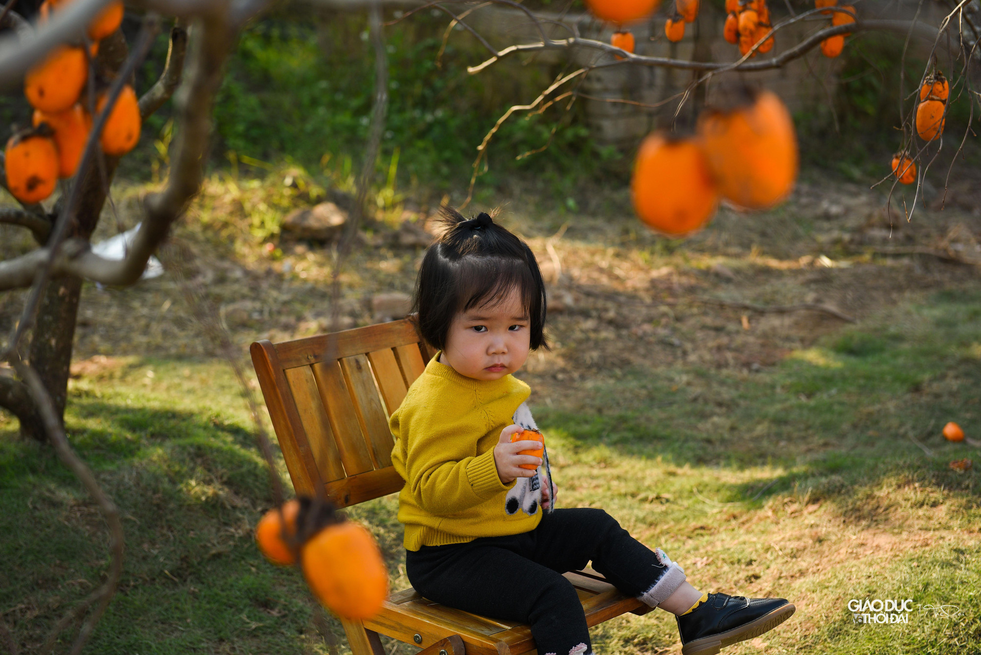 Mỗi cây tại vườn có giá dao động từ 4-20 triệu đồng. Cây cổ thụ lâu năm giá có thể lên tới 50-60 triệu đồng. Từ đầu vụ đến giờ, nhà vườn này đã nhập khoảng 250 cây hồng.