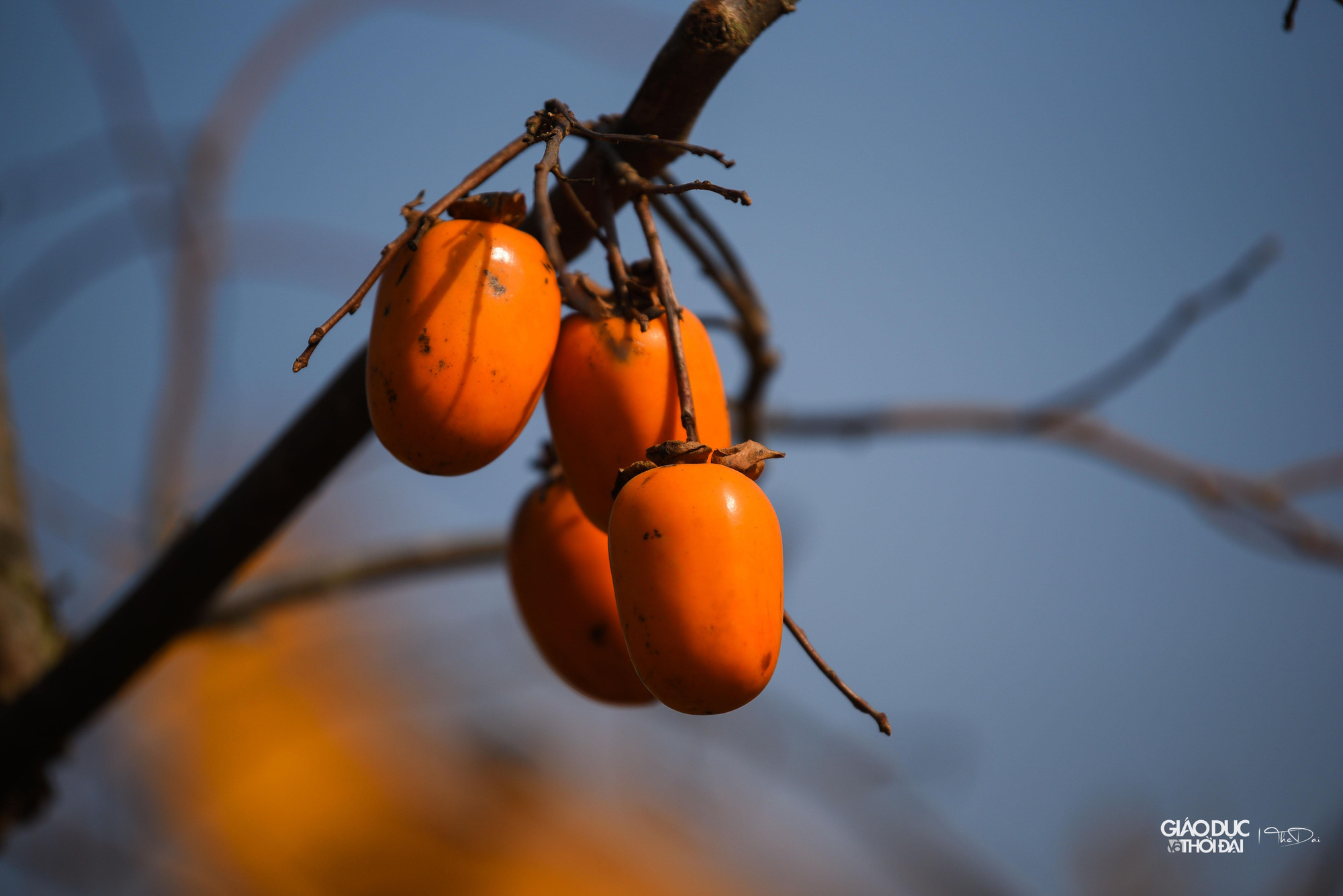 Hồng Mộc Châu có hai loại: Hồng giòn và hồng chát. Hồng chát chín rộ vào khoảng tháng 11–12. Tuy nhiên, nó lại là đồ trang trí nhiều người yêu thích. Hết thu, sang đông, cây rụng hết lá, chỉ còn lại cành và quả chín mọng tạo nên không gian chụp ảnh lý tưởng.