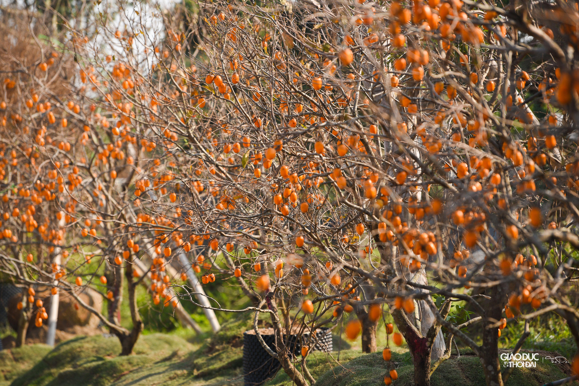 Hồng Mộc Châu có hai loại: Hồng giòn và hồng chát. Hồng chát chín rộ vào khoảng tháng 11–12. Tuy nhiên, nó lại là đồ trang trí nhiều người yêu thích. Hết thu, sang đông, cây rụng hết lá, chỉ còn lại cành và quả chín mọng tạo nên không gian chụp ảnh lý tưởng.