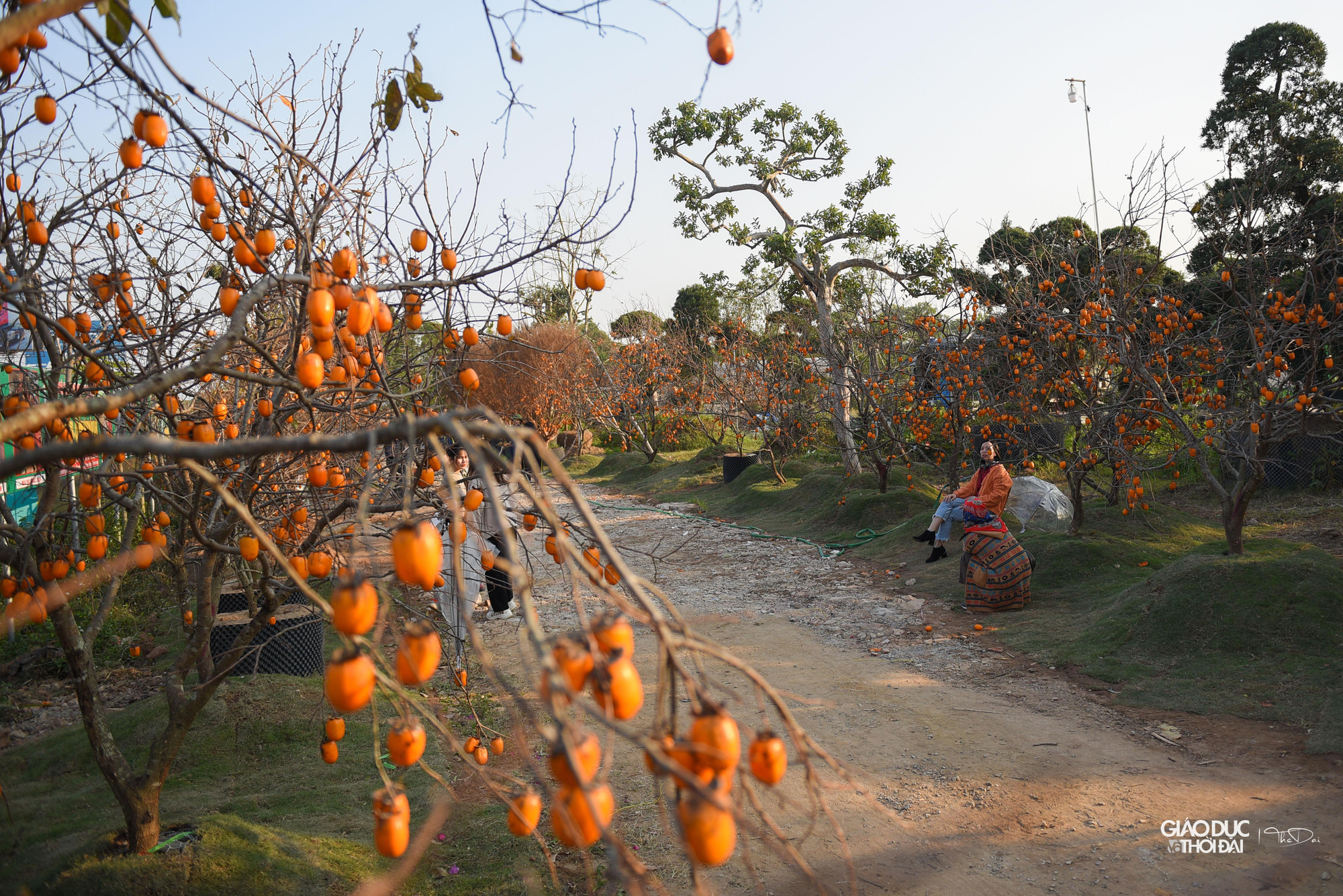 Hiện tại ở nhà vườn có khoảng hơn 50 cây hồng, được trồng dọc đường đi.