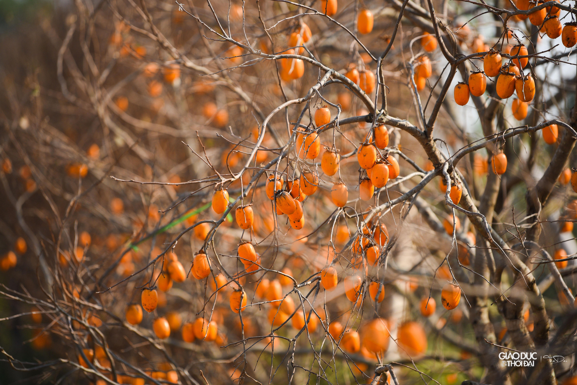 Mùa hồng chín ở Mộc Châu (Sơn La) thường rơi vào khoảng tháng 9 đến tháng 12, nhưng đẹp nhất là vào dịp trung tuần tháng 11, đầu tháng 12, khi tiết trời bắt đầu trở lạnh.