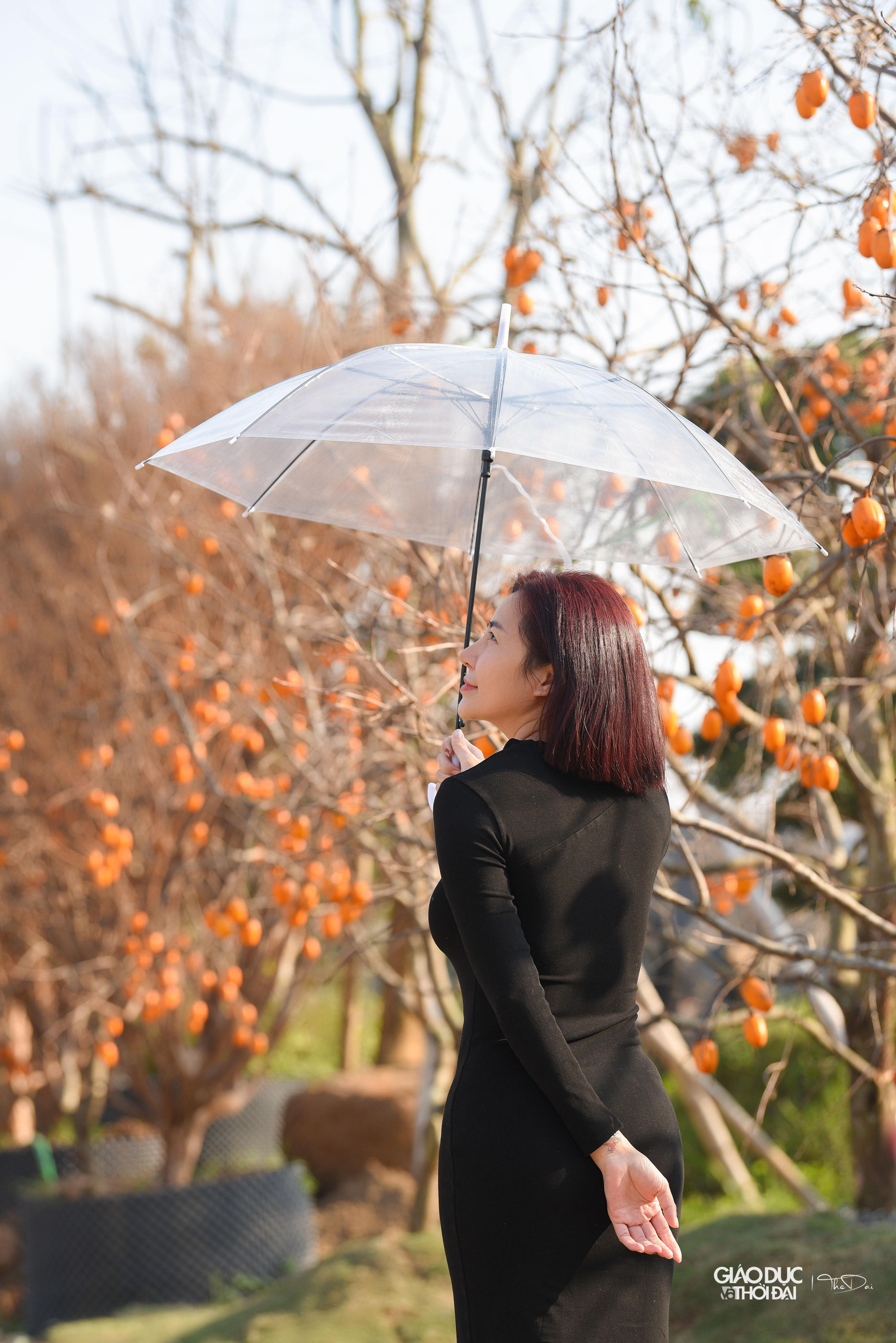 Bạn Thủy Nguyên (Gia Lâm) cho biết: &quot;Cuối năm công việc rất bận nên không thể đi Mộc Châu để chụp ảnh với hồng được, khi biết ngay khu vực mình sinh sống có con đường hồng, mình và bạn bè đã tranh thủ giờ trưa để ra chụp hình&quot;.