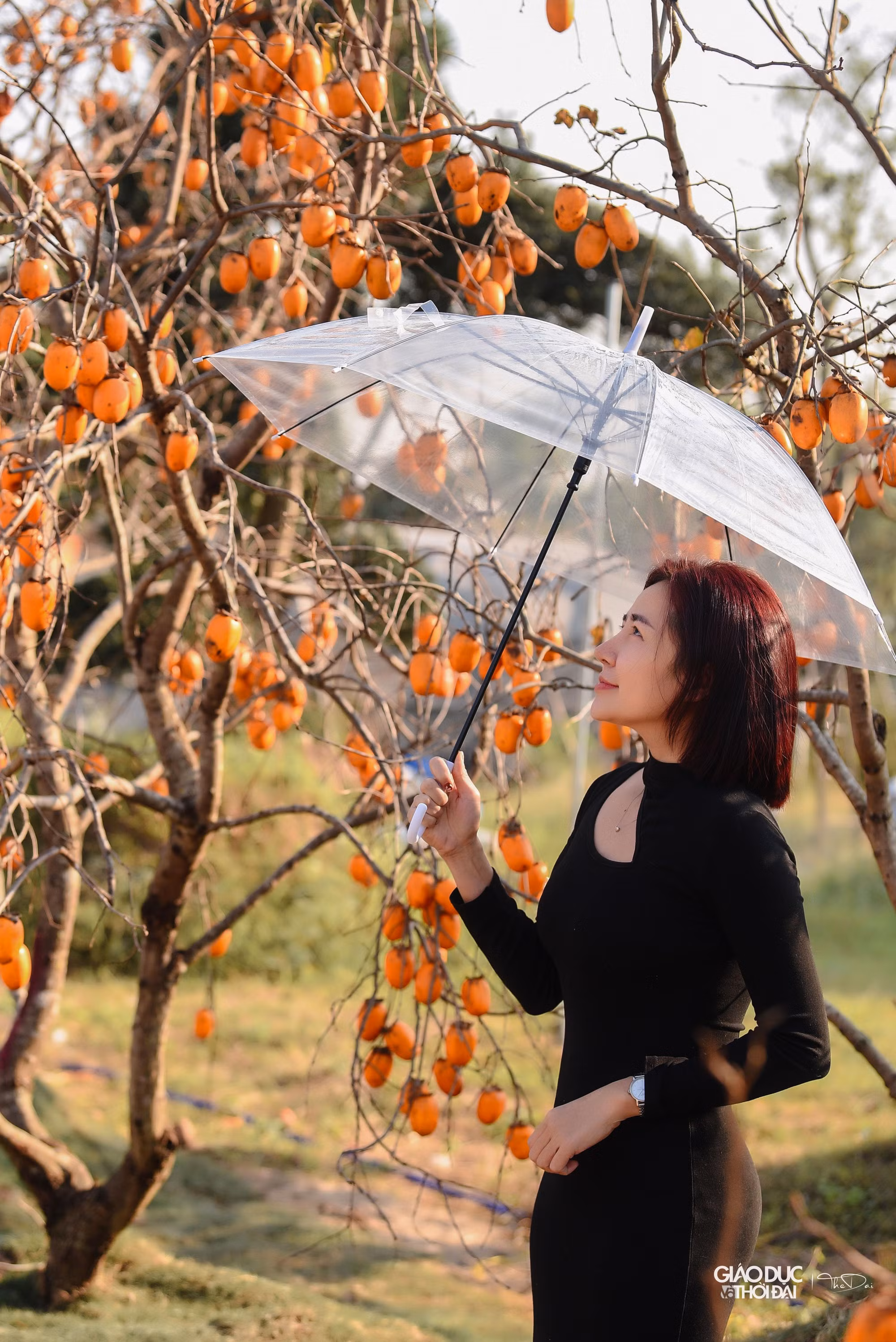 Nắm bắt được nhu cầu chơi những cây độc lạ dịp Tết Nguyên đán, nhà vườn tại Gia Lâm đã nhập nguyên cây hồng từ nhiều tỉnh về Hà Nội.