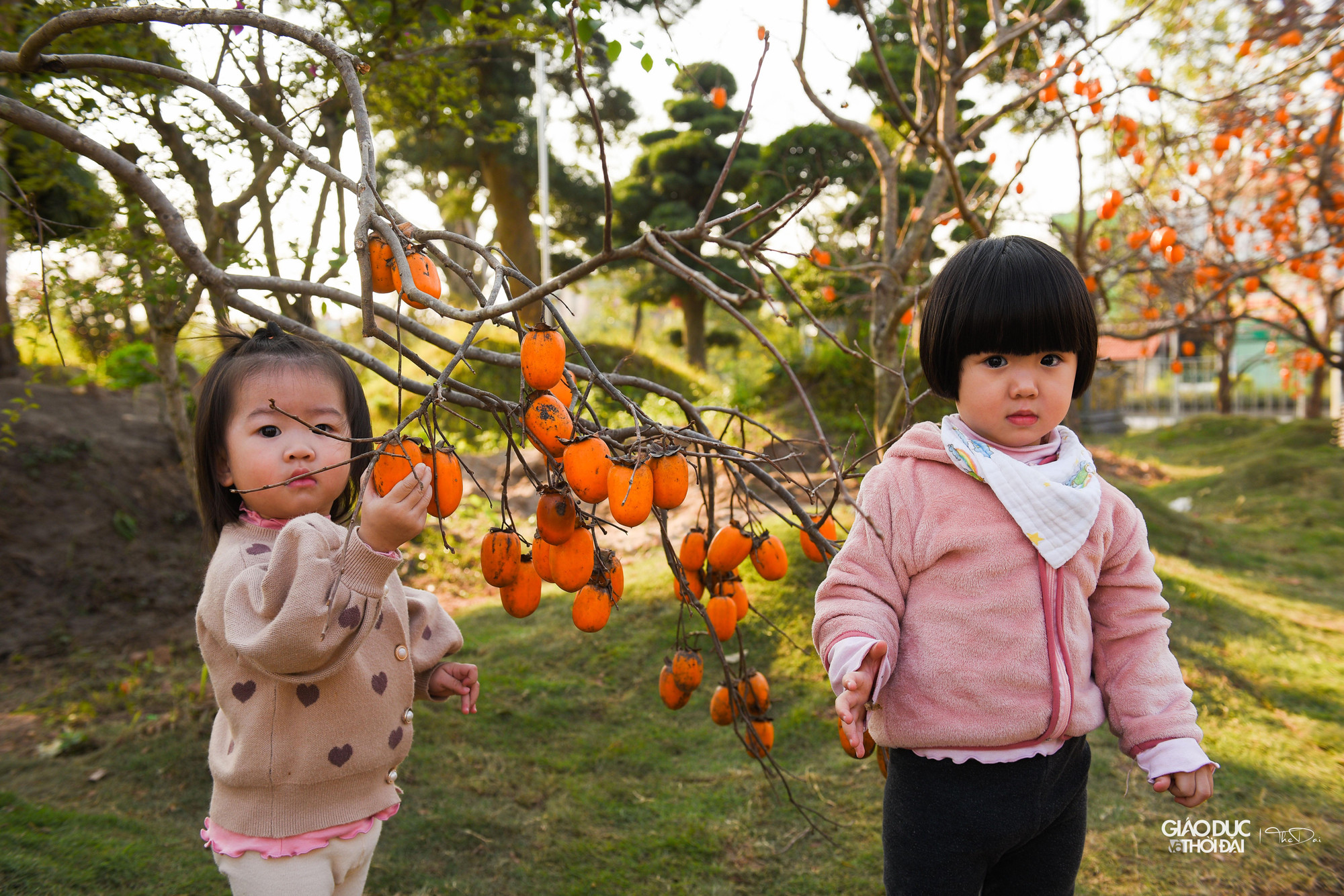 Mỗi cây tại vườn có giá dao động từ 4-20 triệu đồng. Cây cổ thụ lâu năm giá có thể lên tới 50-60 triệu đồng. Từ đầu vụ đến giờ, nhà vườn này đã nhập khoảng 250 cây hồng.