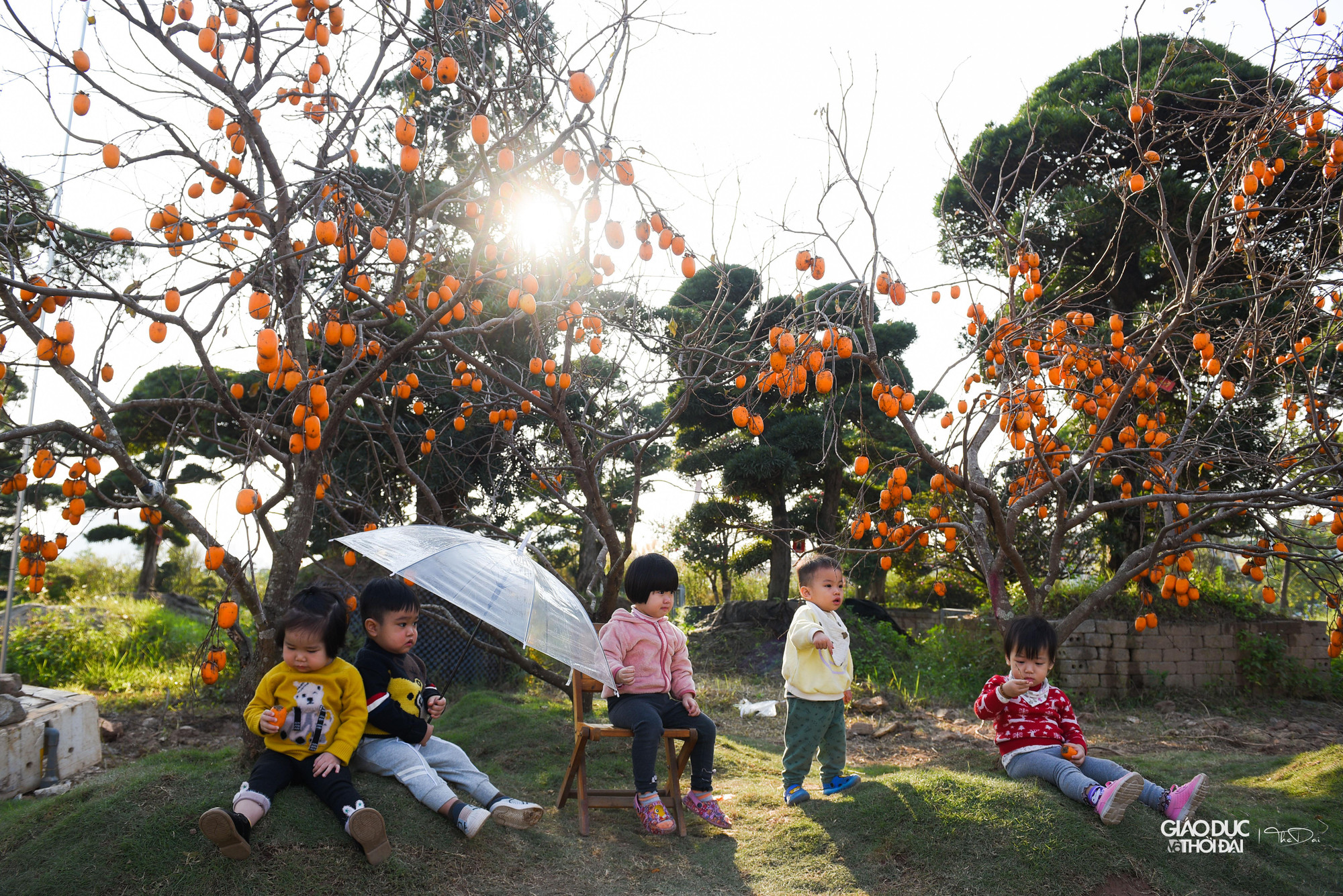 Con đường hồng tại Hà Nội thu hút rất đông người đến chụp ảnh.