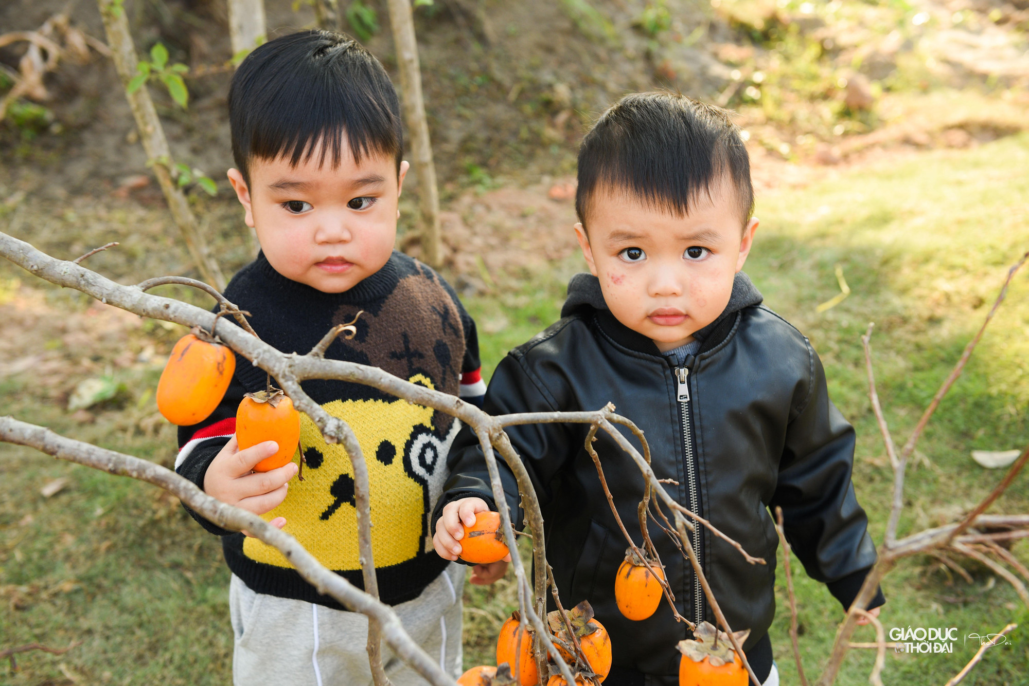 Mỗi cây tại vườn có giá dao động từ 4-20 triệu đồng. Cây cổ thụ lâu năm giá có thể lên tới 50-60 triệu đồng. Từ đầu vụ đến giờ, nhà vườn này đã nhập khoảng 250 cây hồng.