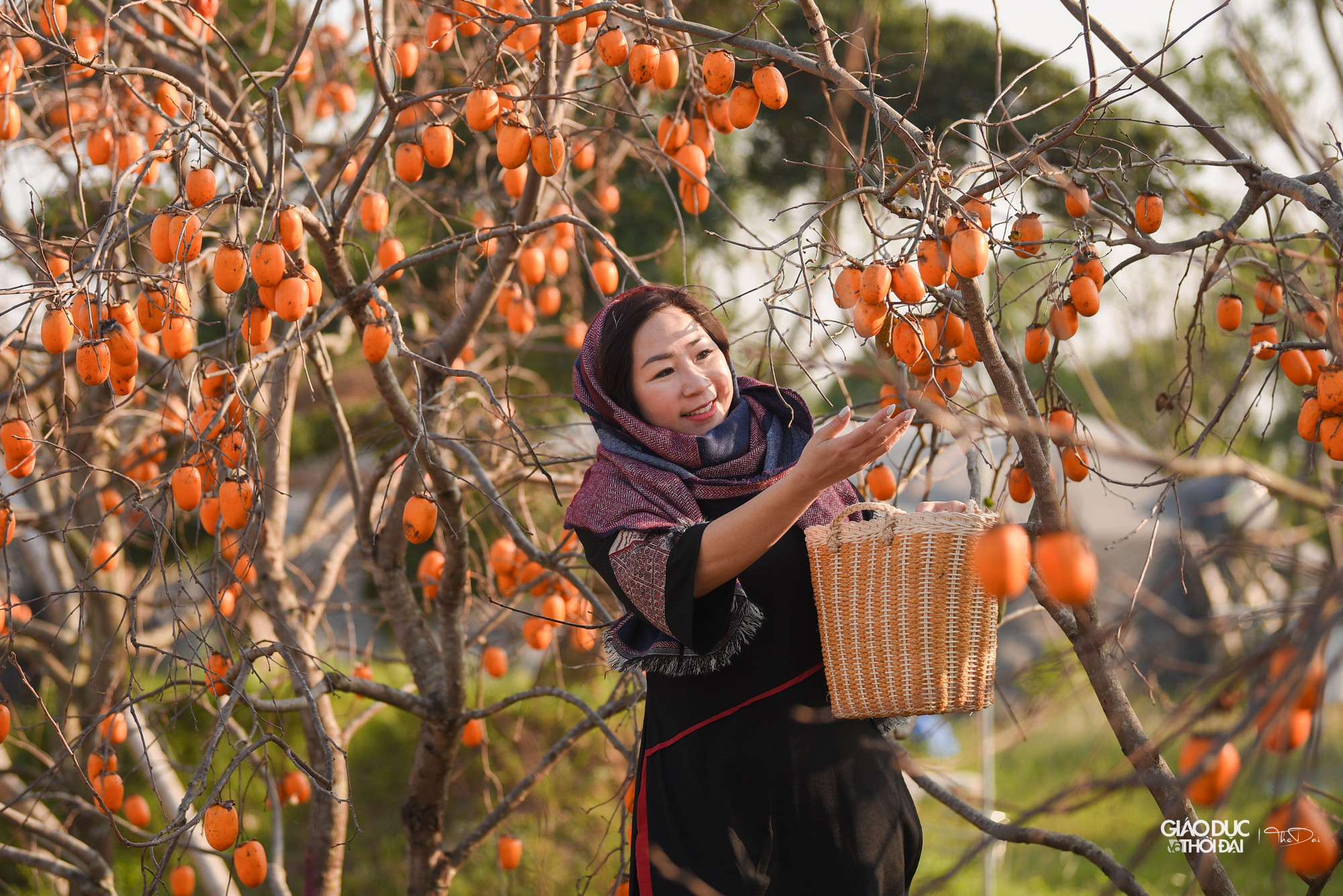 Khung cảnh mang đậm sắc màu của cao nguyên Mộc Châu khiến nhiều người vô cùng ngạc nhiên, thích thú.