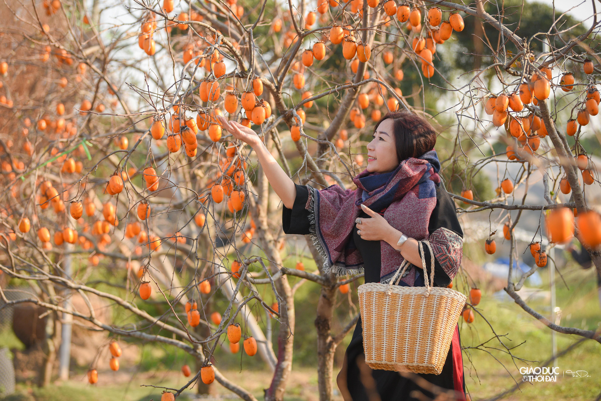 Khung cảnh mang đậm sắc màu của cao nguyên Mộc Châu khiến nhiều người vô cùng ngạc nhiên, thích thú.