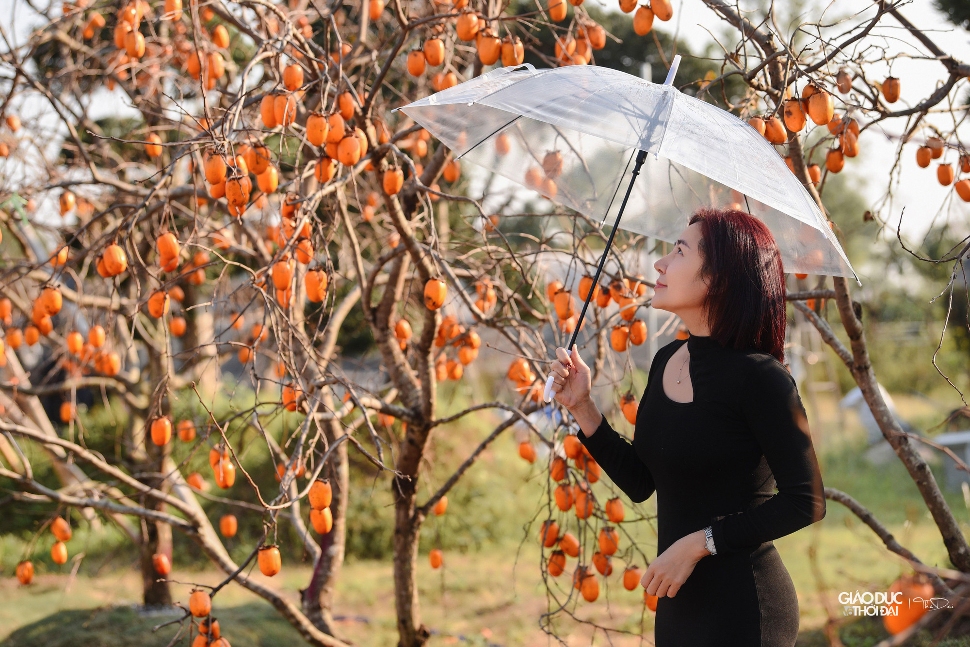 Những cành hồng trĩu quả với gam màu bắt mắt, góp phần tạo nên bức tranh sắc màu của cao nguyên Mộc Châu.