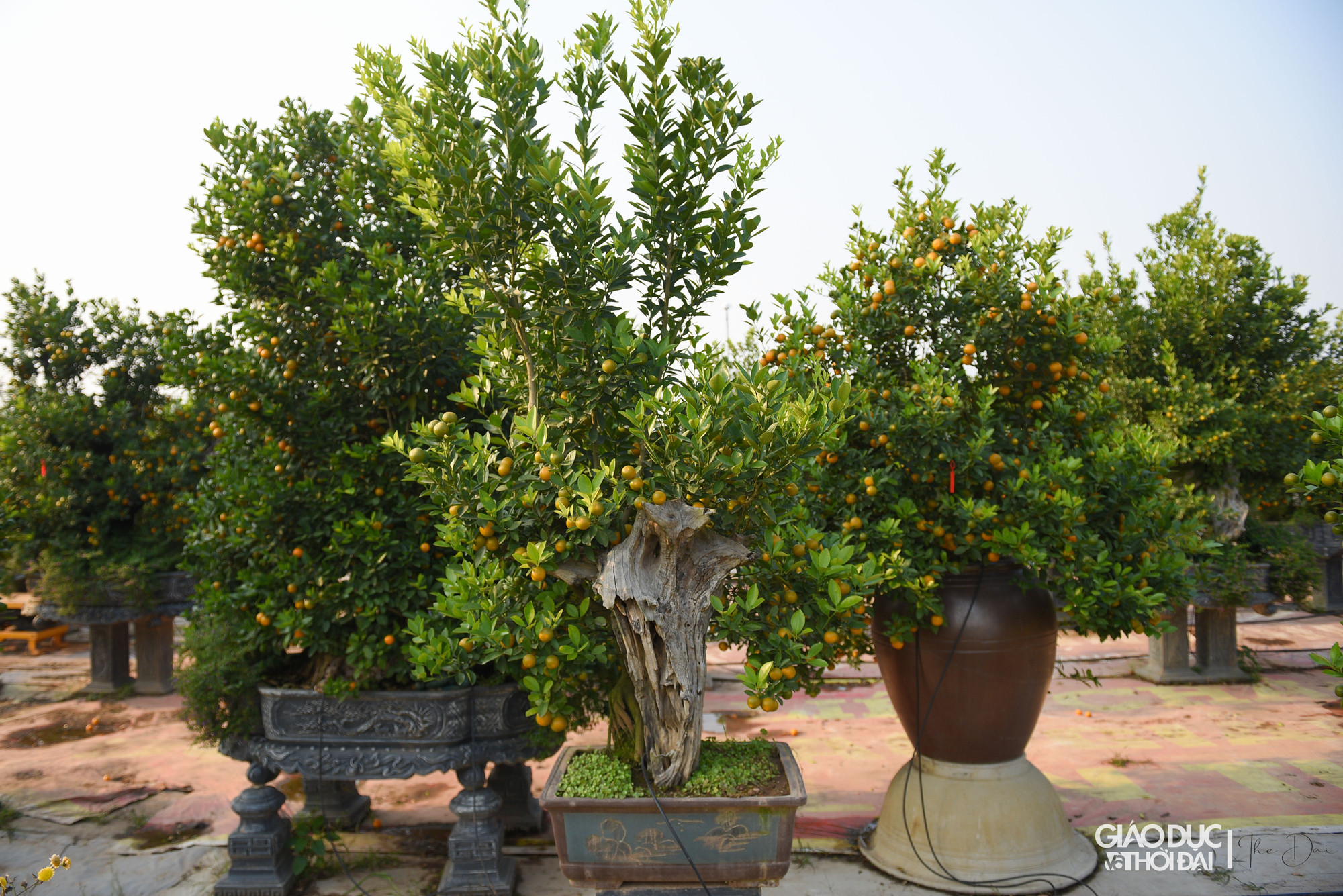 Nhiều người chơi từ khi quả thấy màu xanh đã đến vườn đặt cây để dần dần cảm nhận được cái độ chín, độ phát triển của cây từ màu xanh chuyển sang tông vàng, tông cam rồi tông đỏ. Nhiều người chơi từ khi quả thấy màu xanh đã đến vườn đặt cây để dần dần cảm nhận được cái độ chín, độ phát triển của cây từ màu xanh chuyển sang tông vàng, tông cam rồi tông đỏ.