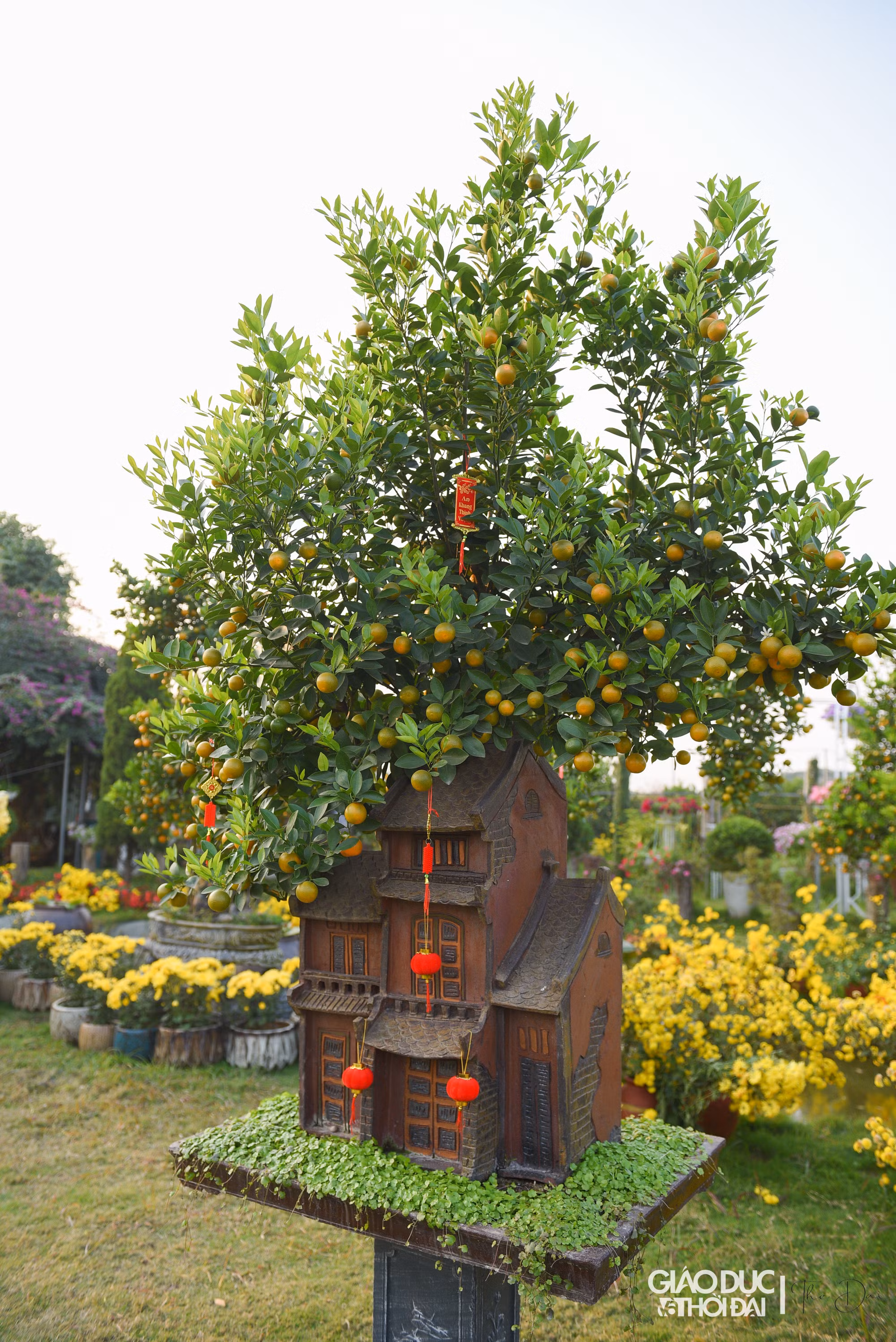 Dòng quất được trồng trên những mô hình nhà cổ là sản phẩm được bắt nguồn từ tình yêu tranh của Bùi Xuân Phái, hình ảnh ngôi nhà đứng bên những tán cây già để bao bọc, che chở cho mái nhà ấm êm.