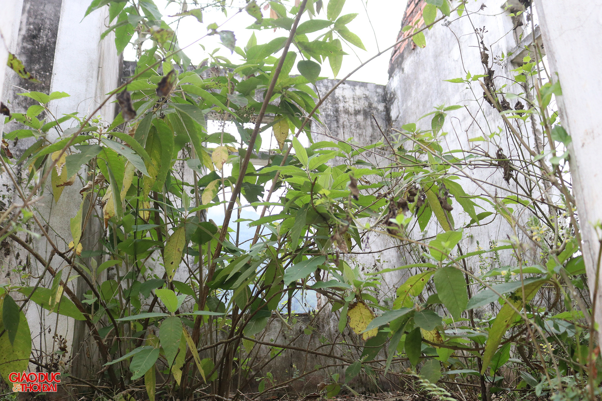 Đến hiện tại, có 23 hộ đang định cư tại khu vực xung quanh mặt bằng công trường Thủy điện Bản Vẽ dọc đường Tỉnh lộ 345B, 19 hộ chuyển về khu vực mặt bằng công trường (trước đây là nơi ở của đơn vị nhà thầu và tư vấn giám sát). Trong ảnh: Ngôi nhà được xây dựng kiên cố nhưng bị bỏ hoang lâu ngày khiến cỏ dại mọc um tùm. Ảnh: Phạm Tâm.