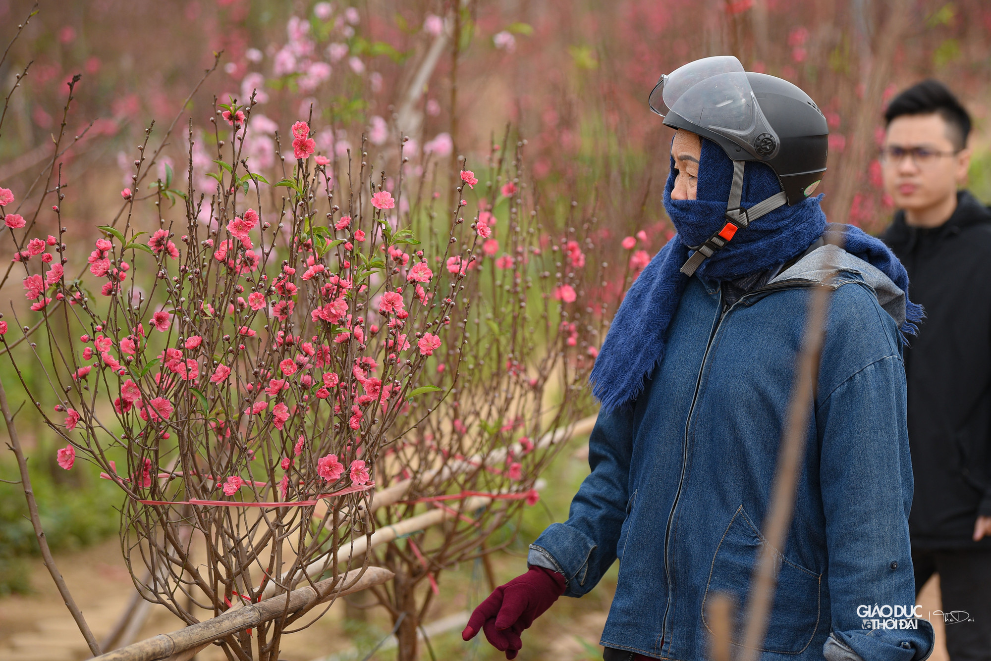 Vườn đào Nhật Tân là một trong những địa điểm nhộn nhịp nhất những ngày giáp Tết, tranh thủ ngày cuối tuần trời ấm áp, người dân nườm nượp kéo về &quot;thủ phủ&quot; đào chọn mua đào và cũng để du xuân.