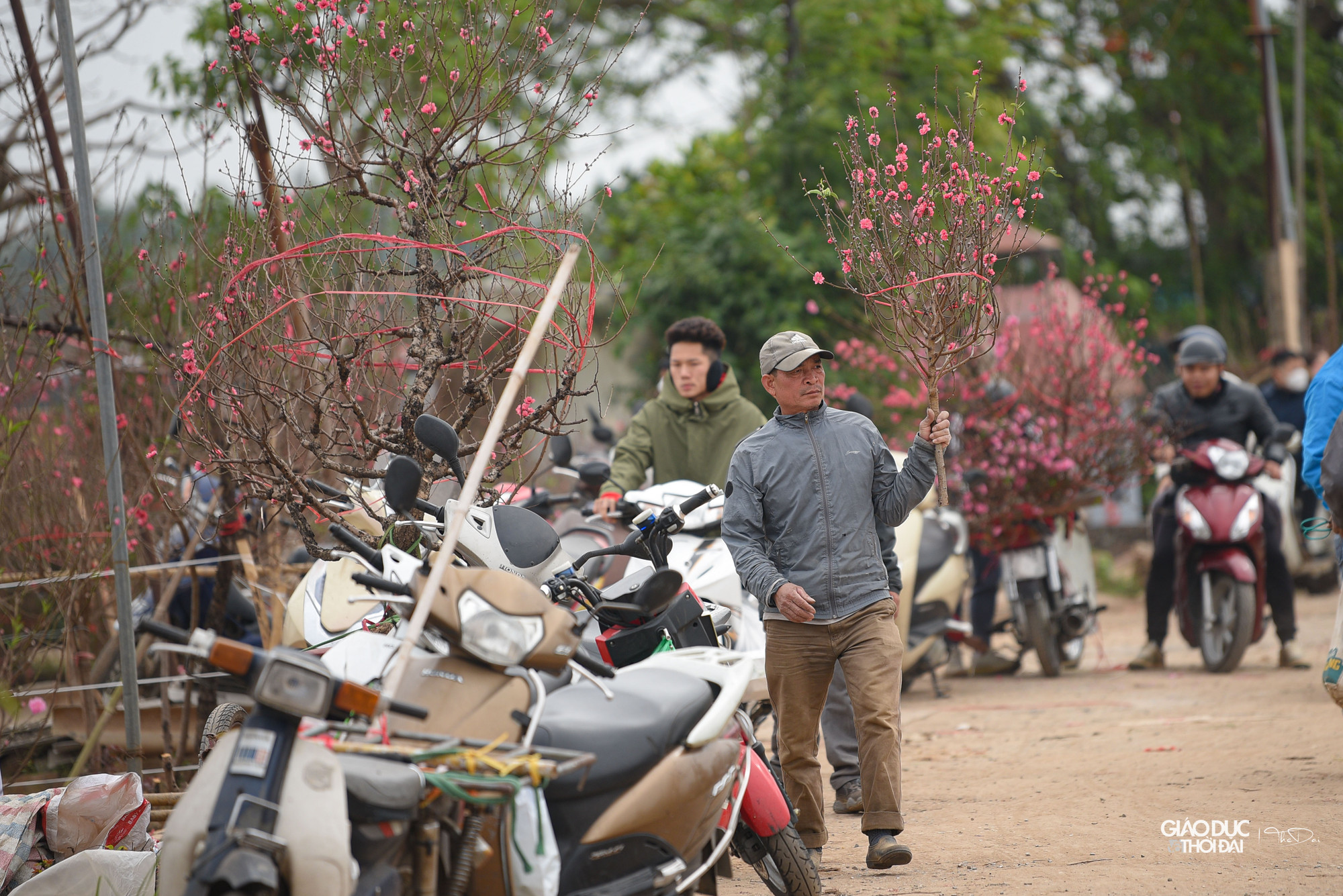 Người dân nhộn nhịp đi mua đào, cánh nhà vườn cũng tất bật với những đơn đặt hàng.