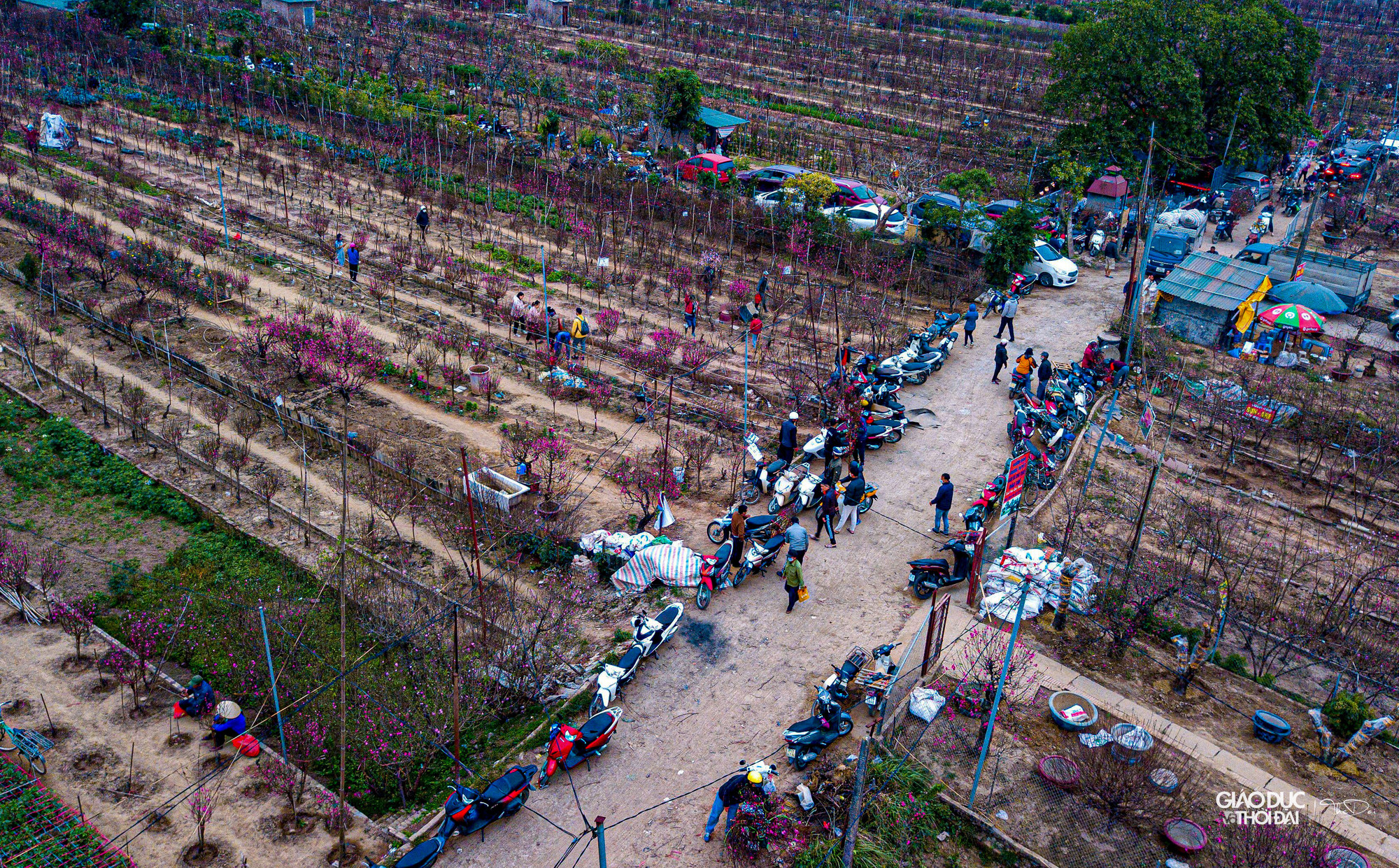 Đào Nhật Tân bung nở những ngày cận Tết, tạo nên một khung cảnh toàn sắc đỏ, hồng.