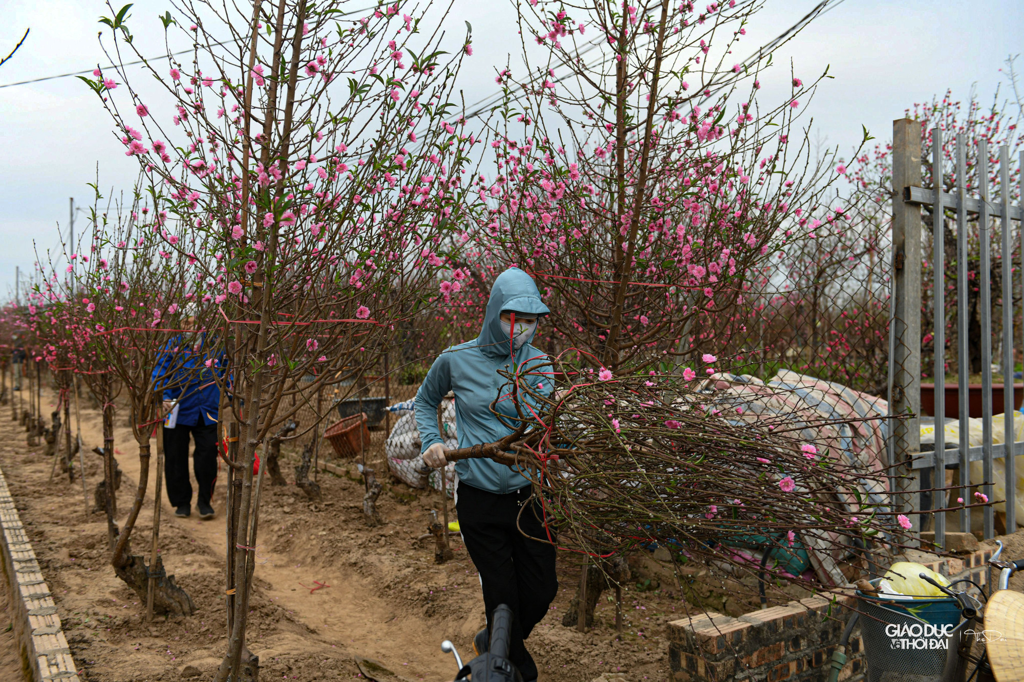 Những cây đào được trồng ở Nhật Tân thường có bông to, sắc thắm, nhiều cánh dày và đặc biệt nhiều nụ lộc.