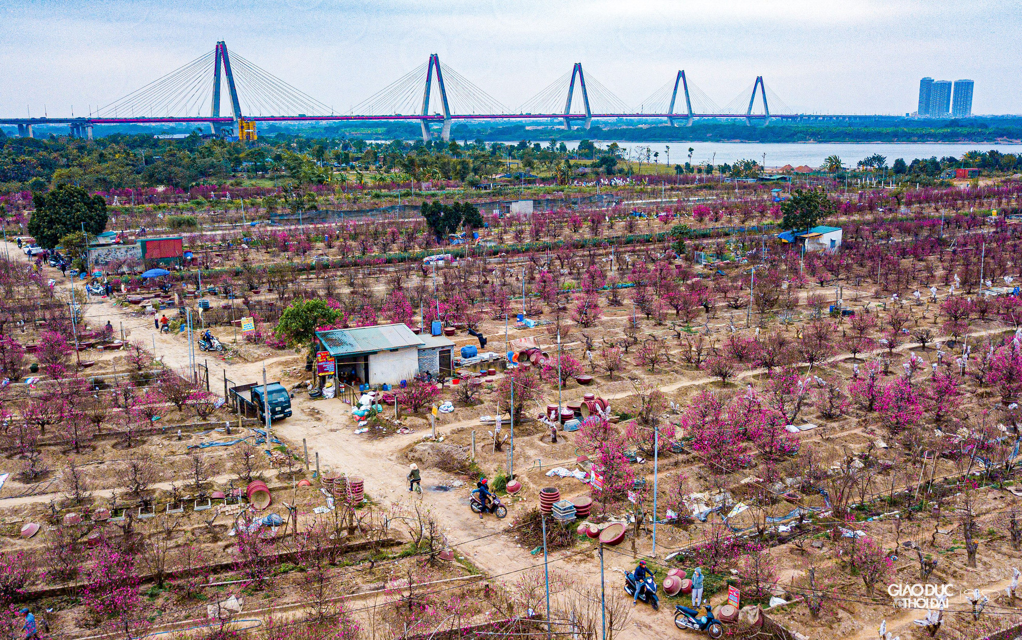 Chỉ còn vài ngày nữa là đến Tết Nguyên đán, thời điểm này vườn đào Nhật Tân đang rất nhộn nhịp người mua, người bán đào.