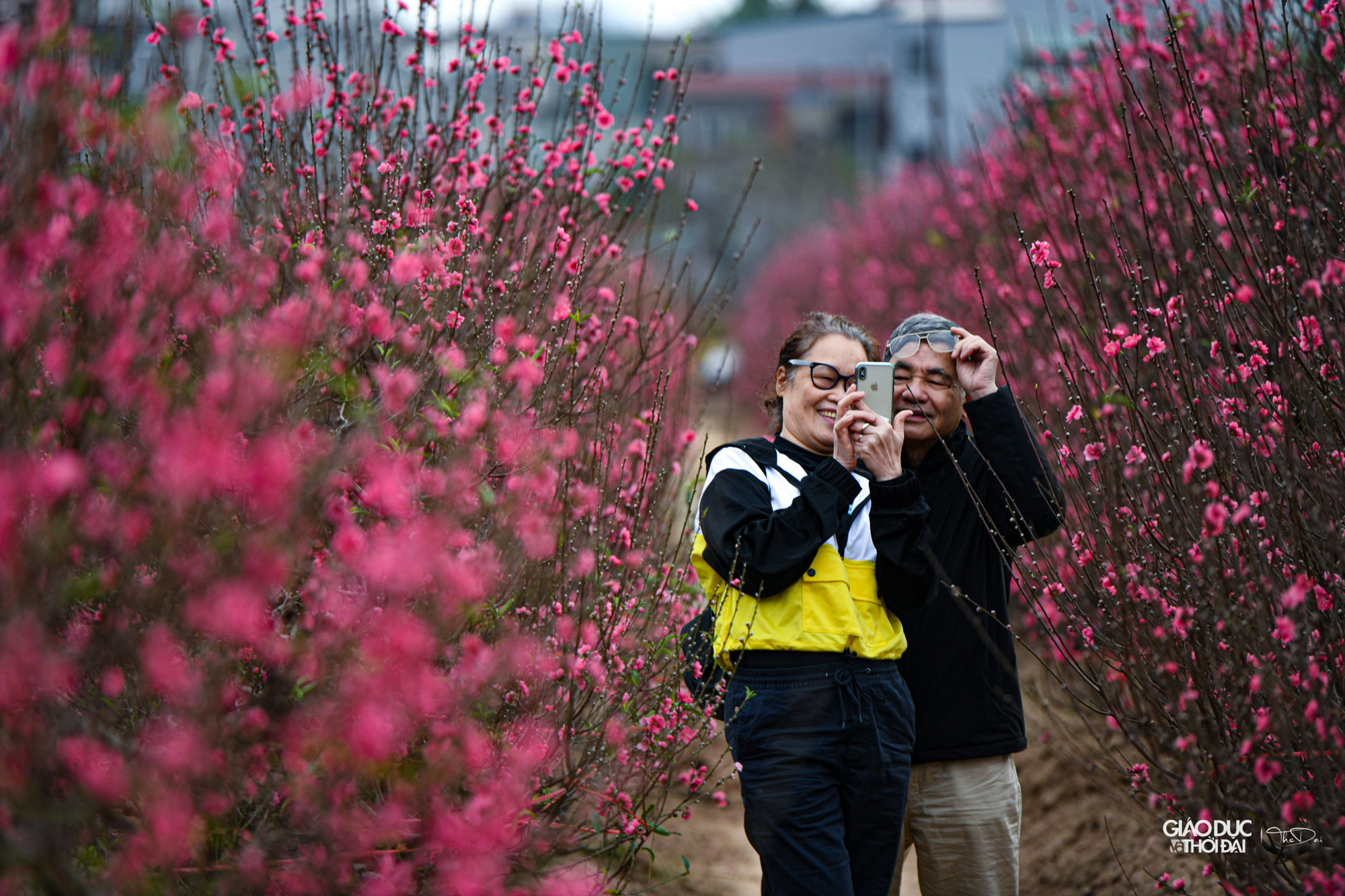 Vườn đào Nhật Tân là một trong những địa điểm nhộn nhịp nhất những ngày giáp Tết, tranh thủ ngày cuối tuần trời ấm áp, người dân nườm nượp kéo về &quot;thủ phủ&quot; đào chọn mua đào và cũng để du xuân.