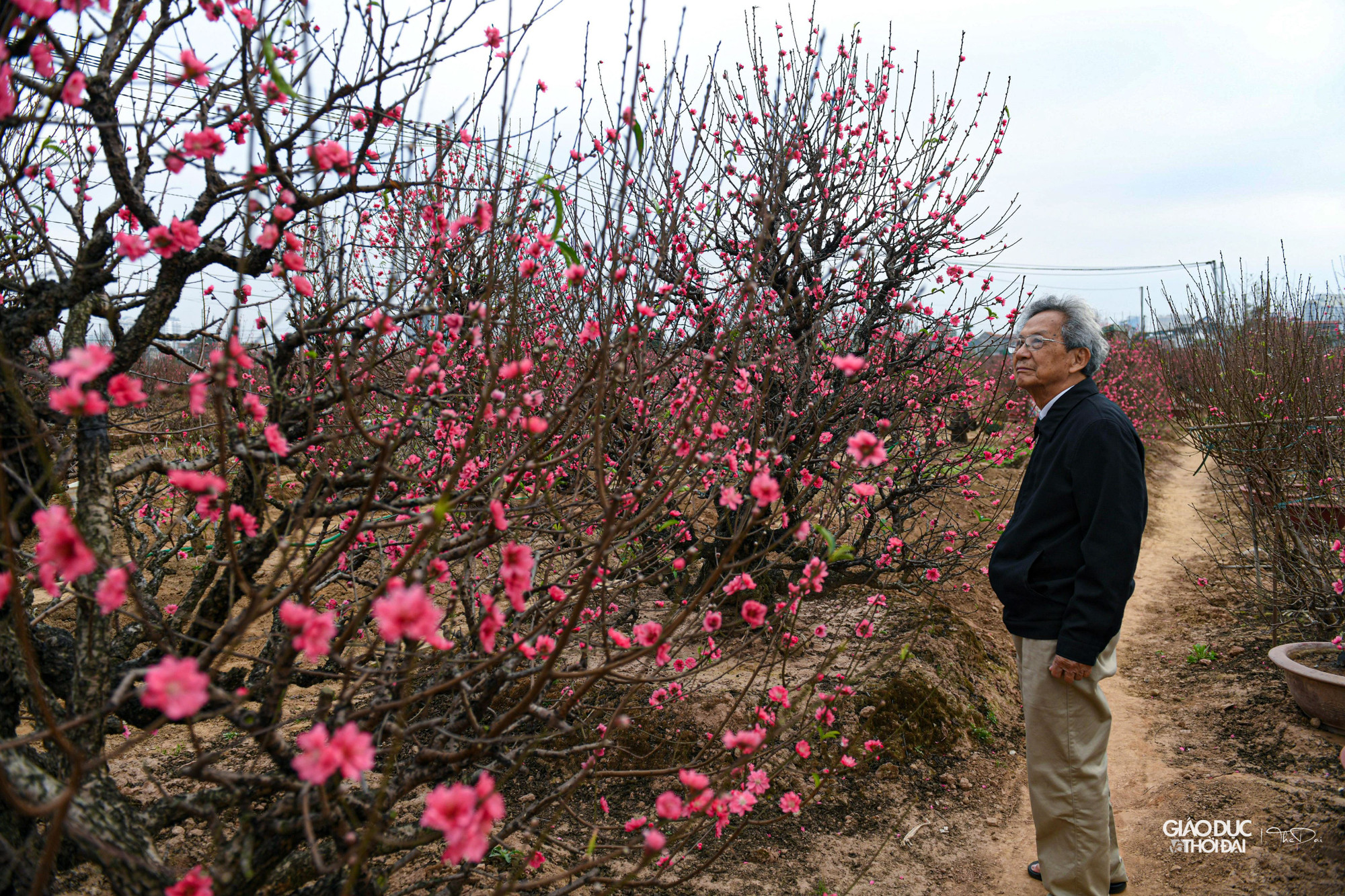Vườn đào Nhật Tân là một trong những địa điểm nhộn nhịp nhất những ngày giáp Tết, tranh thủ ngày cuối tuần trời ấm áp, người dân nườm nượp kéo về &quot;thủ phủ&quot; đào chọn mua đào và cũng để du xuân.