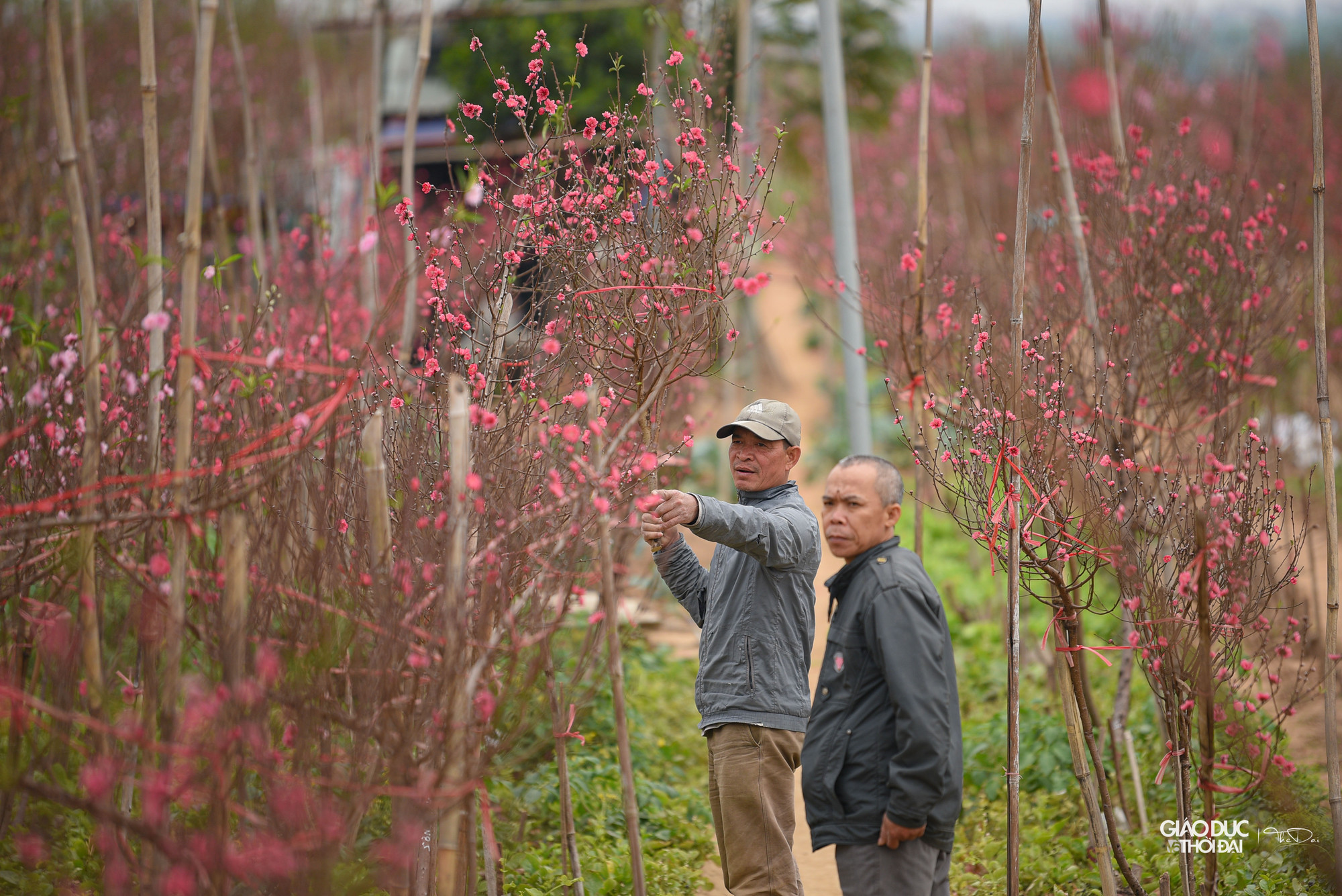 Vườn đào Nhật Tân là một trong những địa điểm nhộn nhịp nhất những ngày giáp Tết, tranh thủ ngày cuối tuần trời ấm áp, người dân nườm nượp kéo về &quot;thủ phủ&quot; đào chọn mua đào và cũng để du xuân.