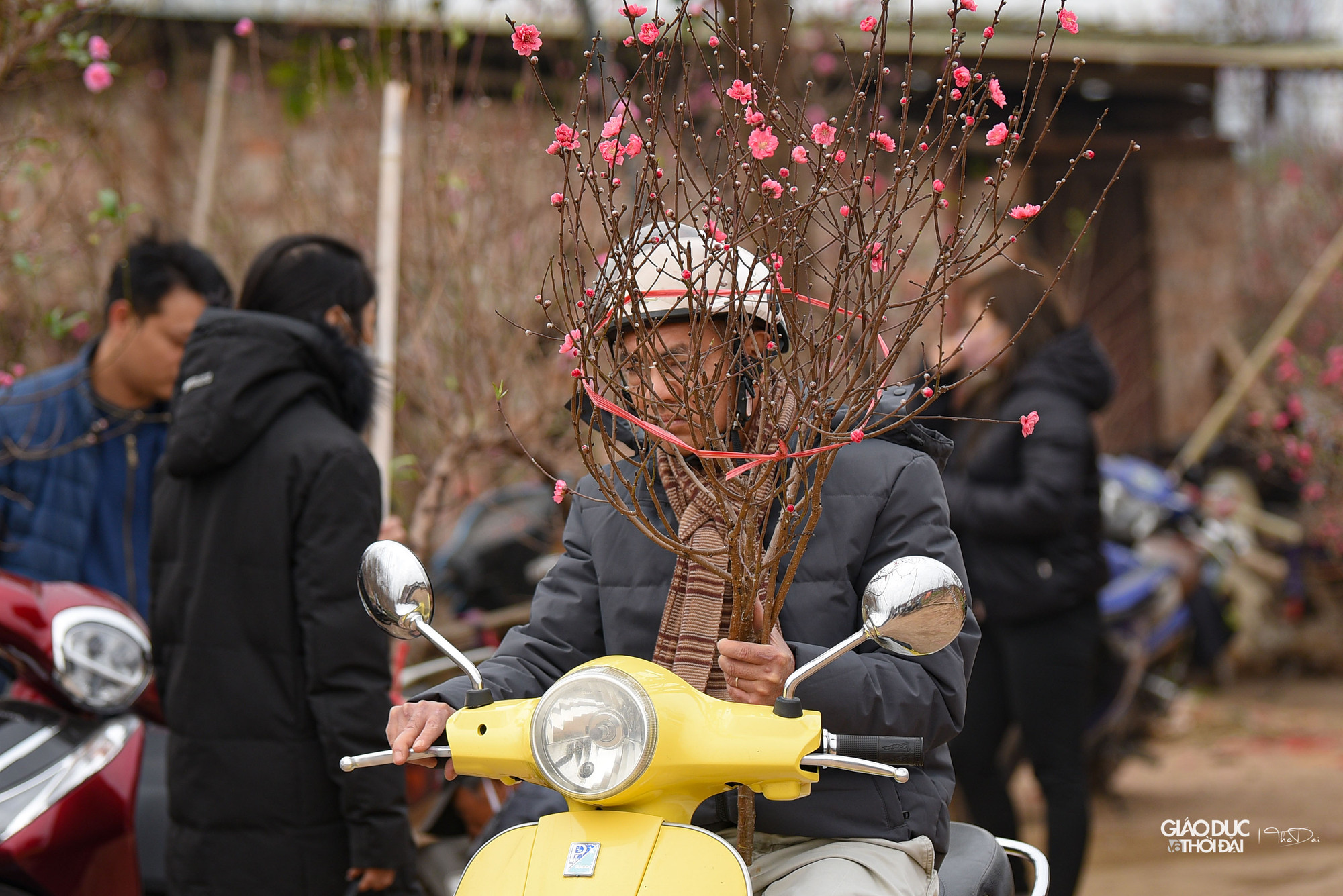 Những ngày cận Tết, người đến xem đào, mua đào cũng đông hơn.