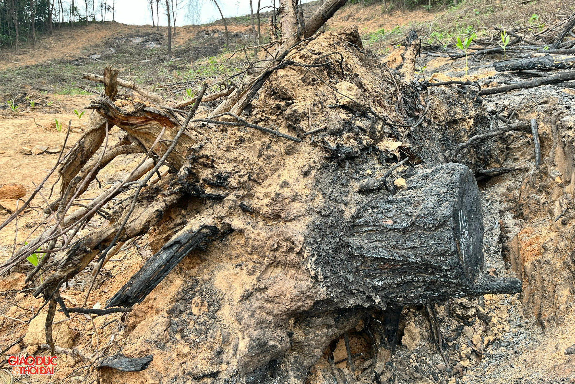 Cây thông có đường kính 40cm bị trơ gốc. Ảnh: Phạm Tâm. Cây thông có đường kính 40cm bị trơ gốc. Ảnh: Phạm Tâm.