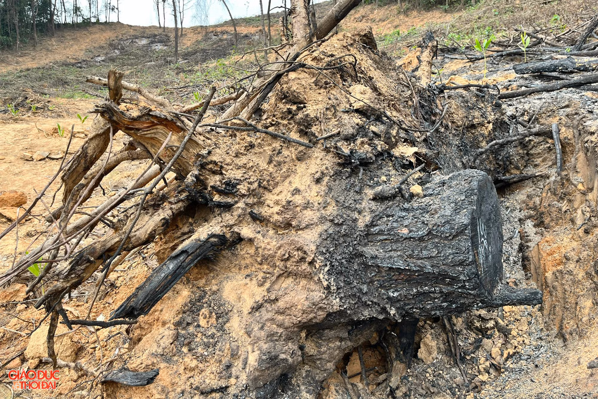 Cây thông có đường kính 40cm bị trơ gốc. Ảnh: Phạm Tâm. Cây thông có đường kính 40cm bị trơ gốc. Ảnh: Phạm Tâm.