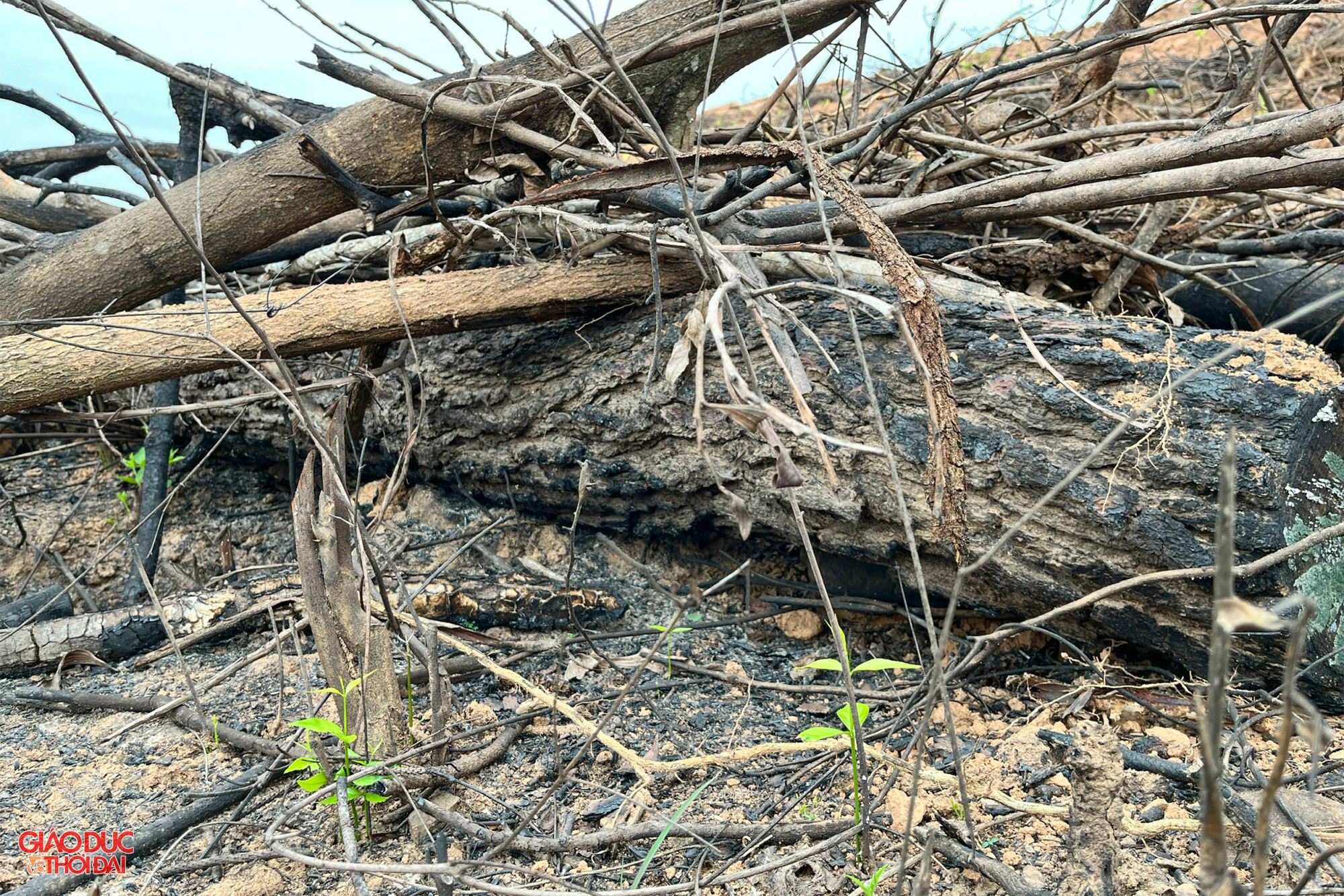 Cây keo con cao từ 15-20cm được trồng vào khu vực cây thông bị đốn hạ. Ảnh: Phạm Tâm. Cây keo con cao từ 15-20cm được trồng vào khu vực cây thông bị đốn hạ. Ảnh: Phạm Tâm.