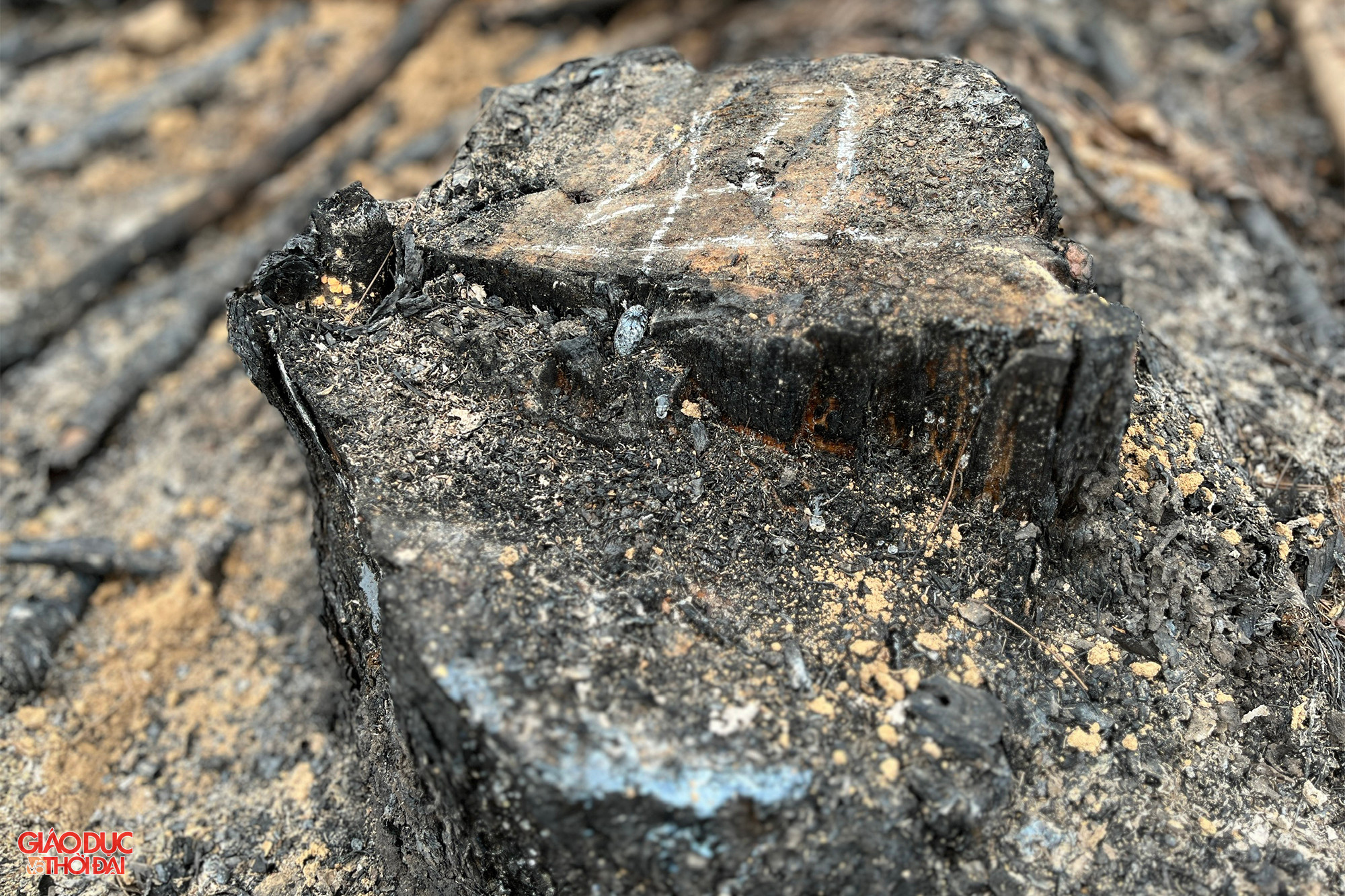 Gốc cây thông tuổi đời trên 30 năm có đường kính 40cm. Ảnh: Phạm Tâm. Gốc cây thông tuổi đời trên 30 năm có đường kính 40cm. Ảnh: Phạm Tâm.